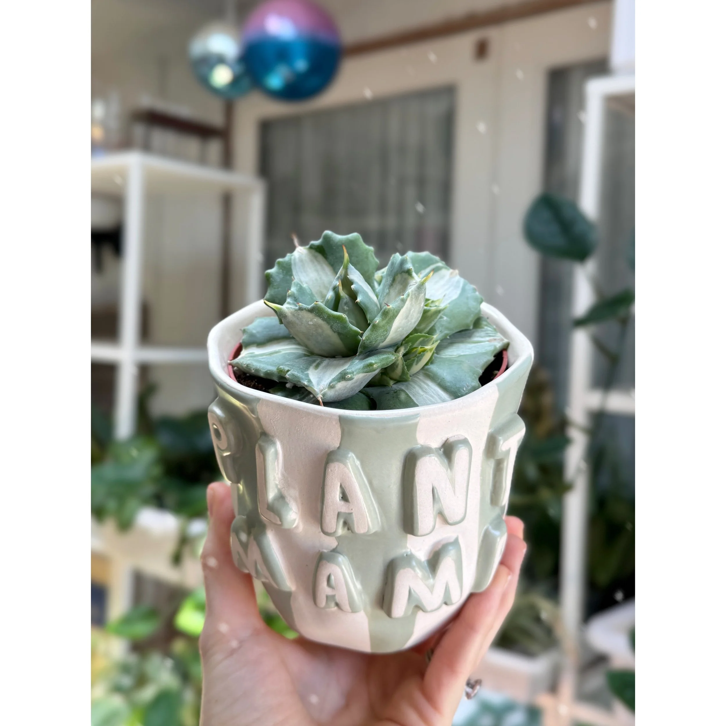 Agave Isthmensis f. Mediopicta Alba 'Variegated Dwarf Butterfly Agave' in Plant Mama Pot