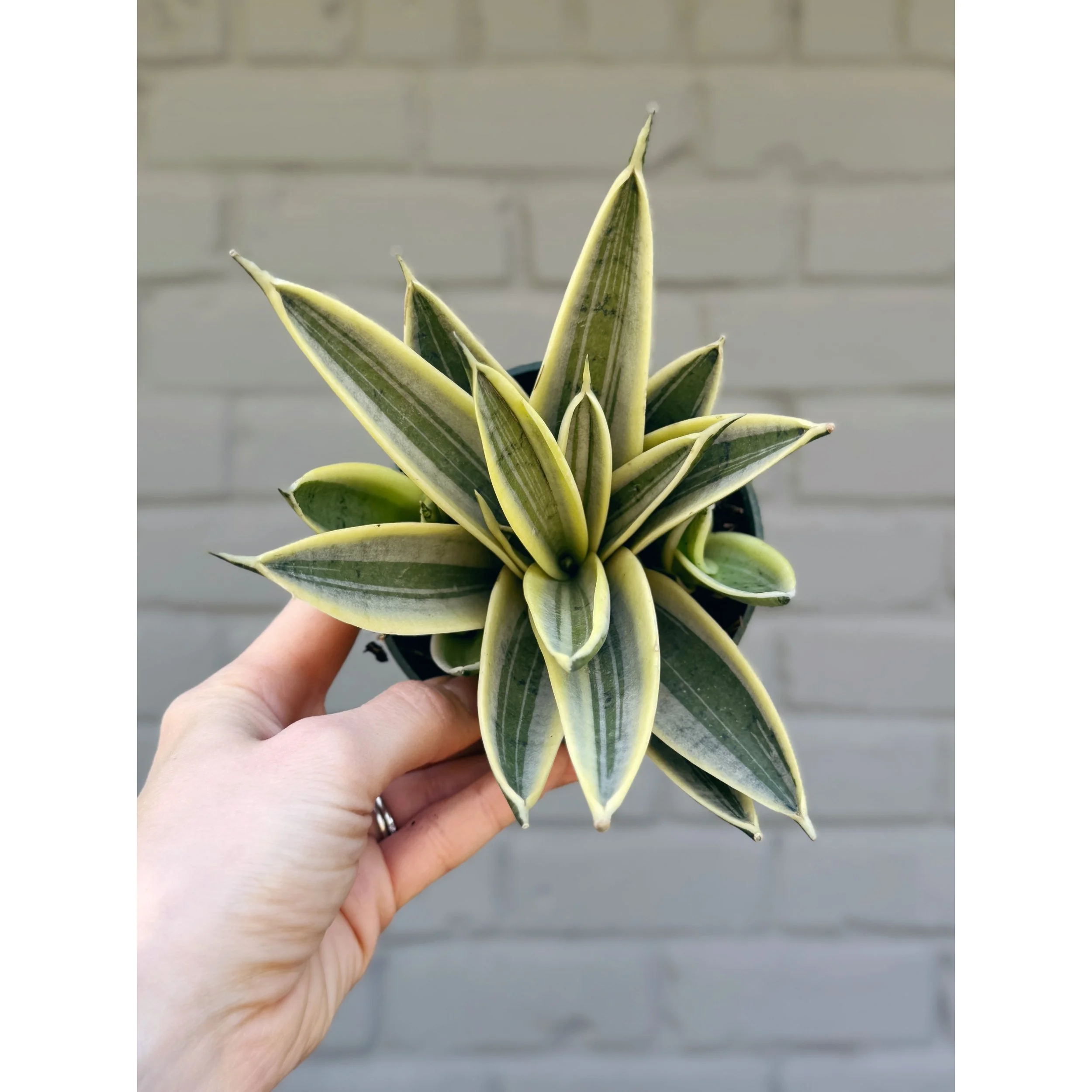 Sansevieria Hahnii 'Marble Star'