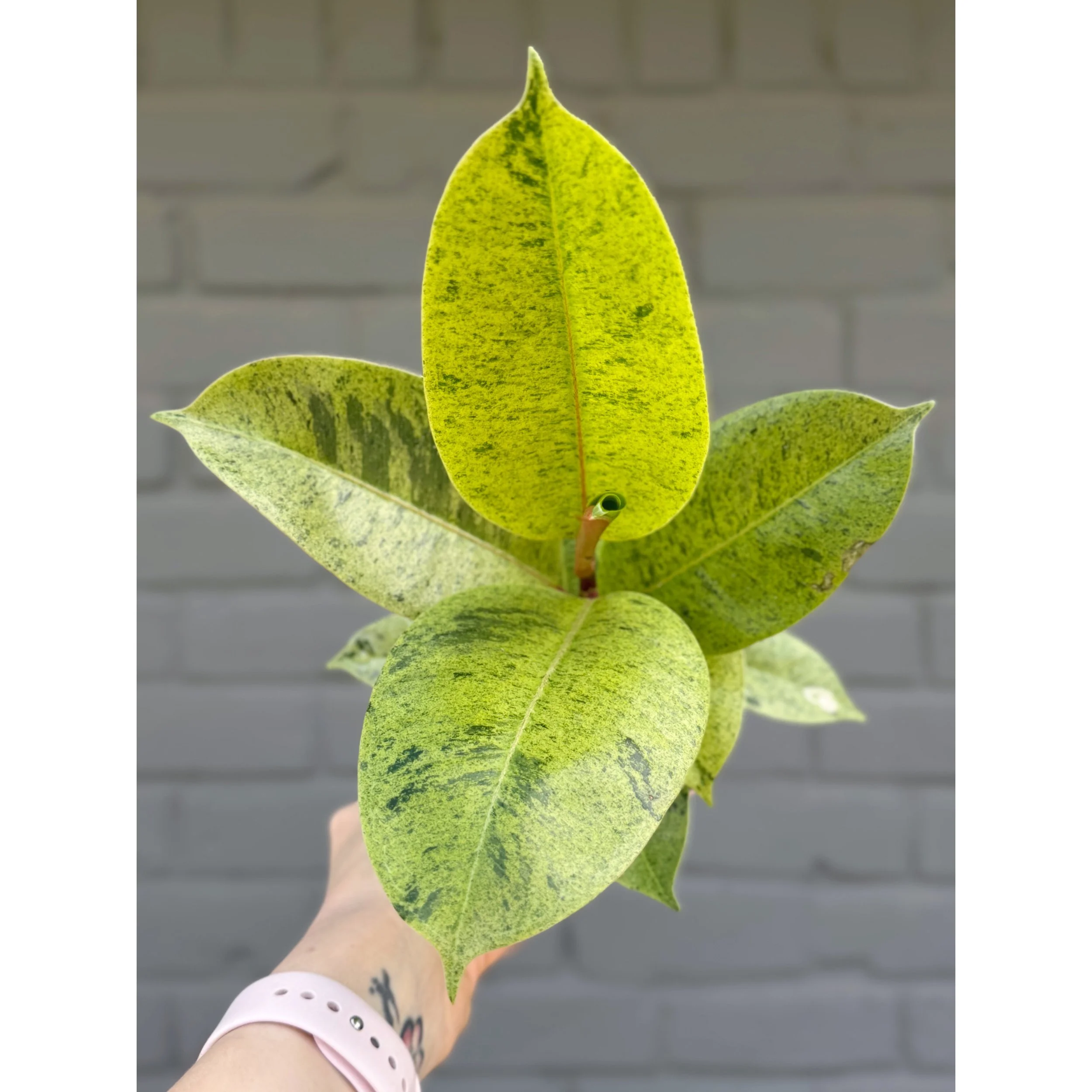 Ficus 'Shivereana'
