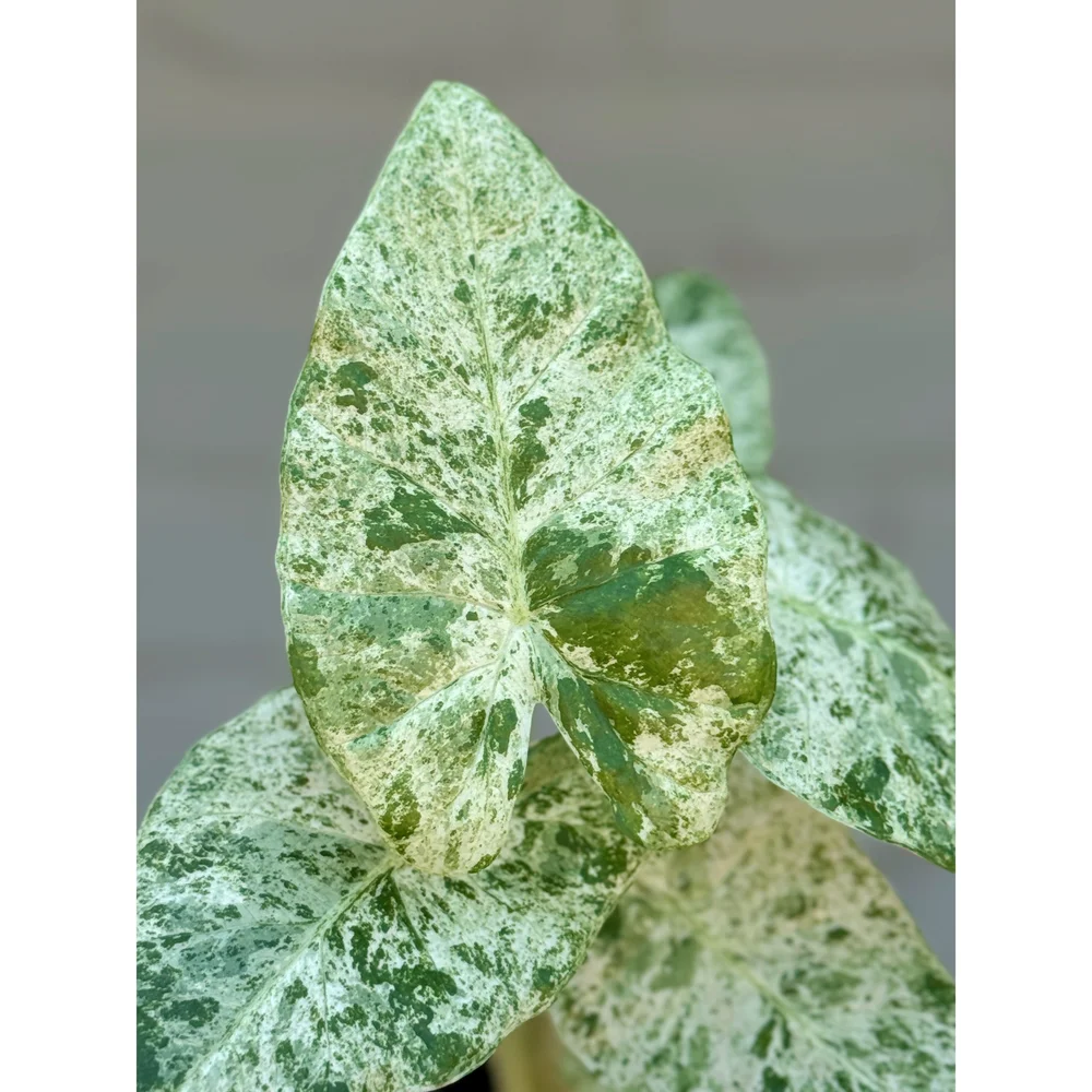 Alocasia Macrorrhiza Variegata 'Camoflague'  Stayin' Alive Succulents