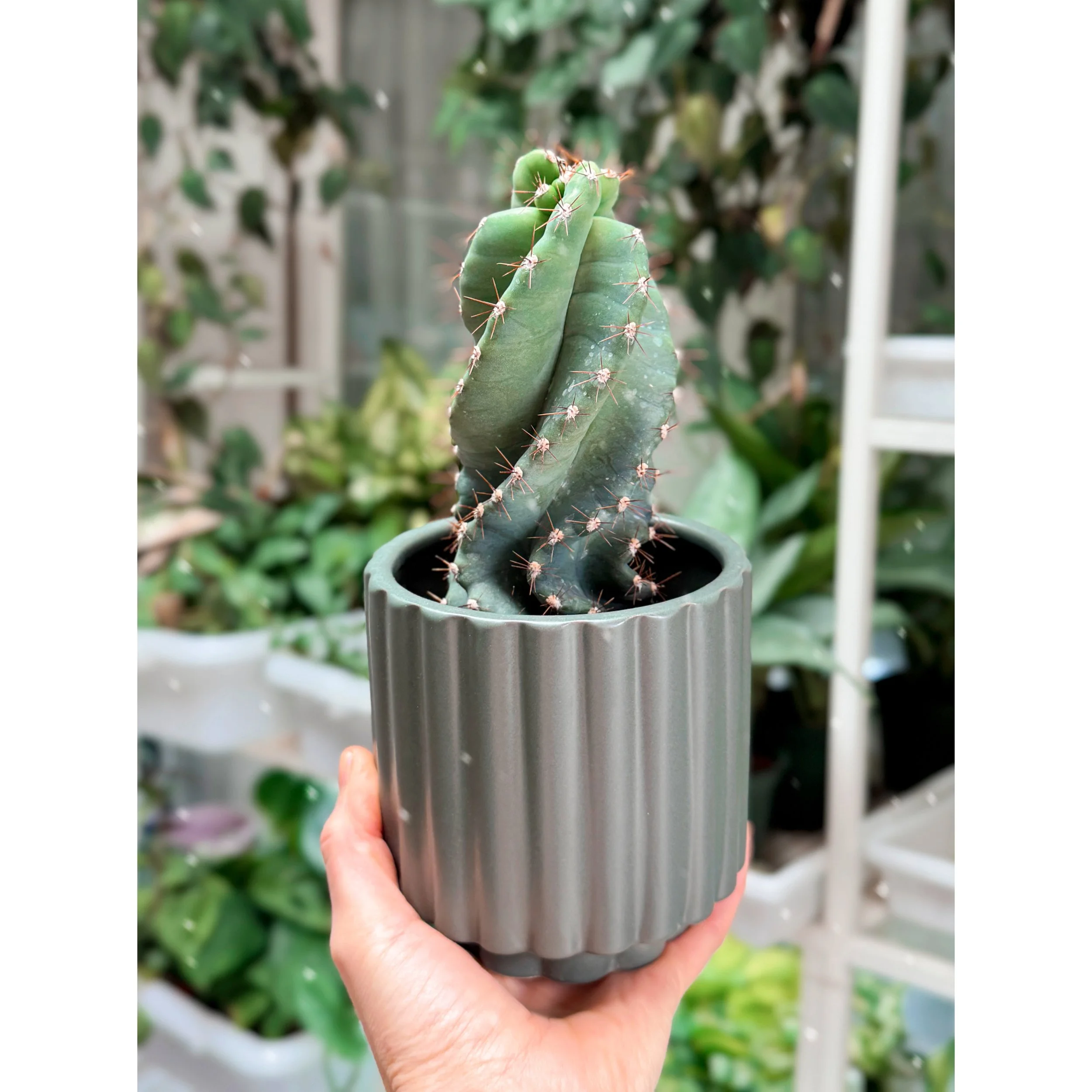 Cereus Forbesii 'Spiralis' - Spiral Cactus in Jungle Green Fluted Pot