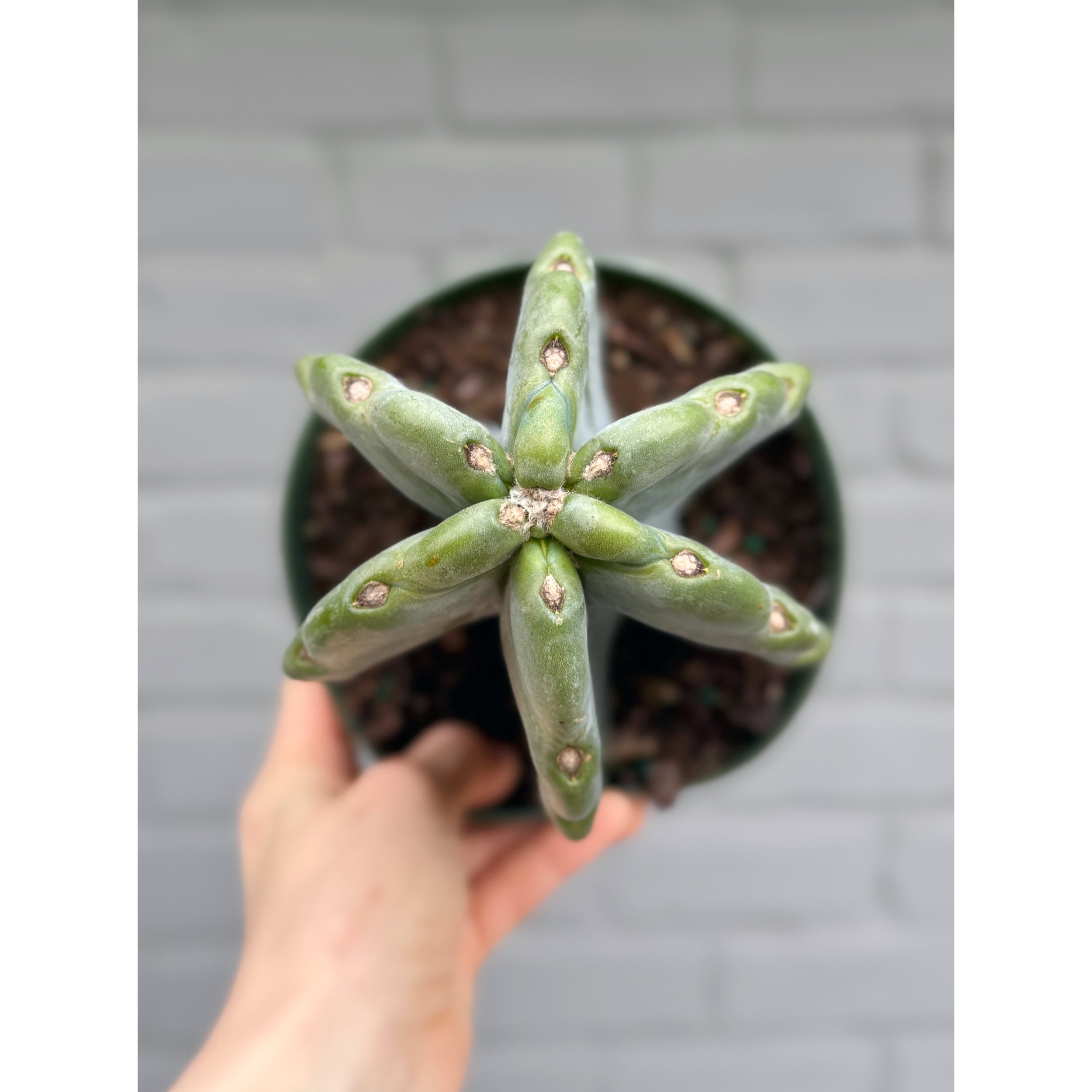 Cereus Jamacaru 'Cuddly Cactus' Short