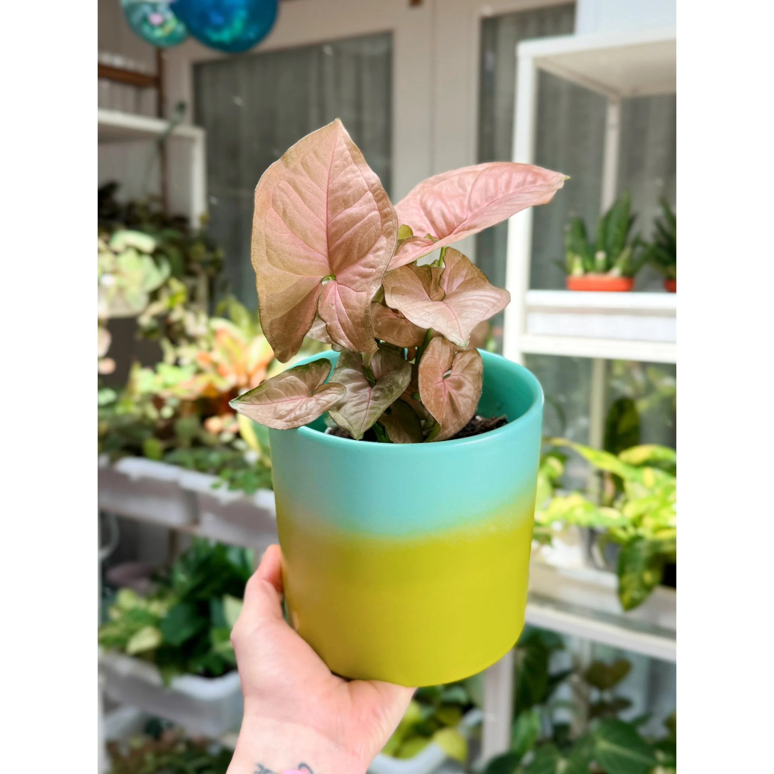 Syngonium Podophyllum 'Strawberry Cream' with Teal to Lime Ombre Pot