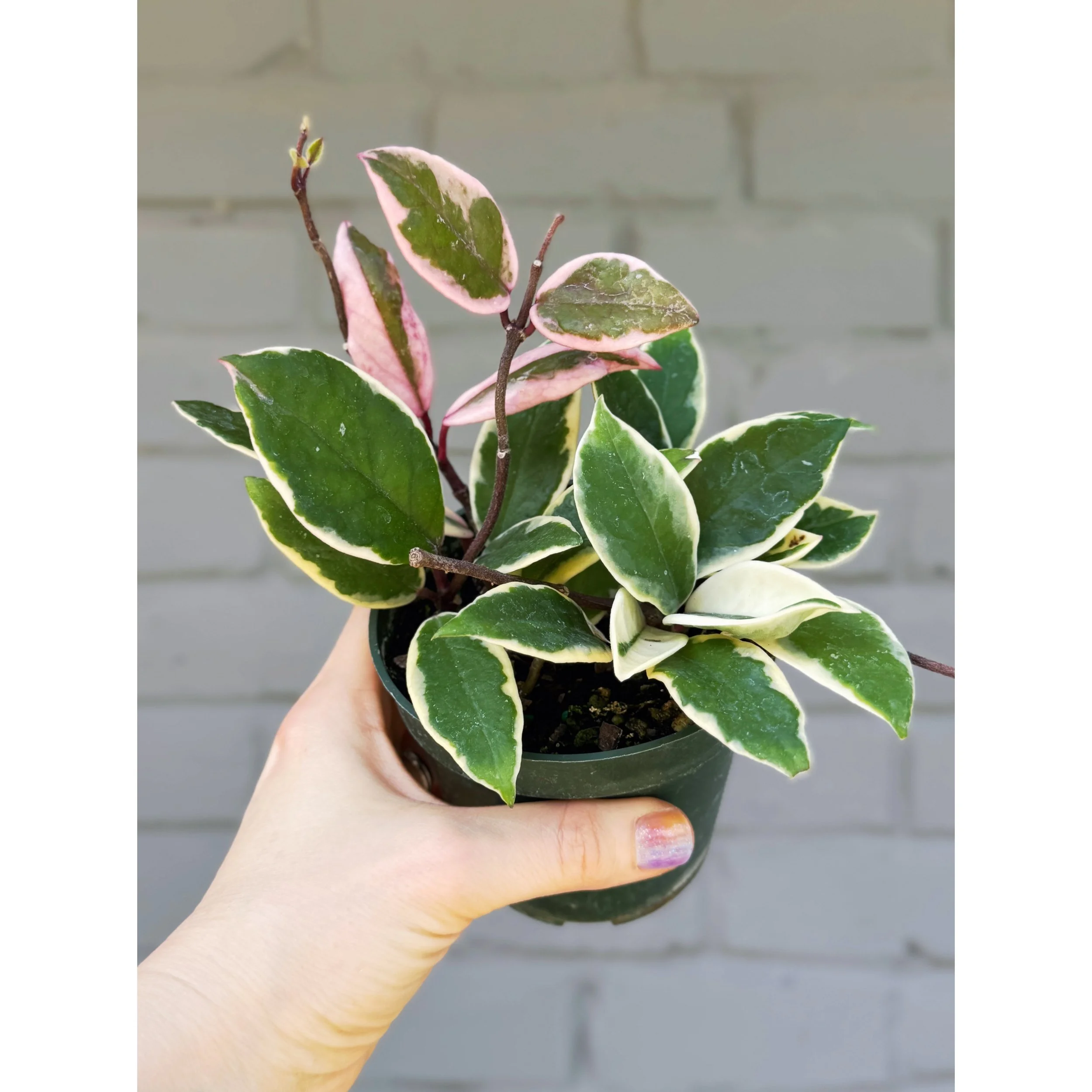Hoya Carnosa 'Krimson Queen'