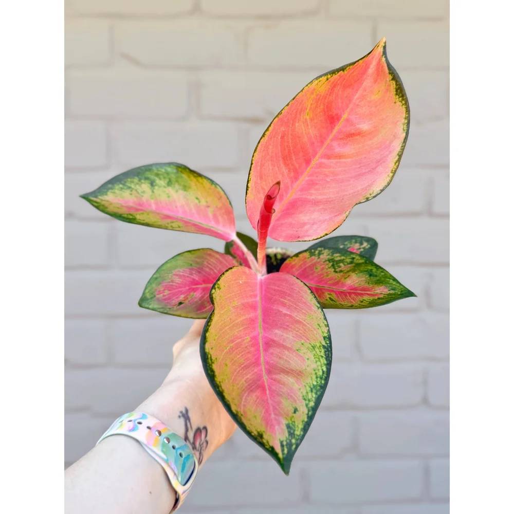 Aglaonema Hybrid 'Pink Pearl' (Chinese Evergreen) — Stayin