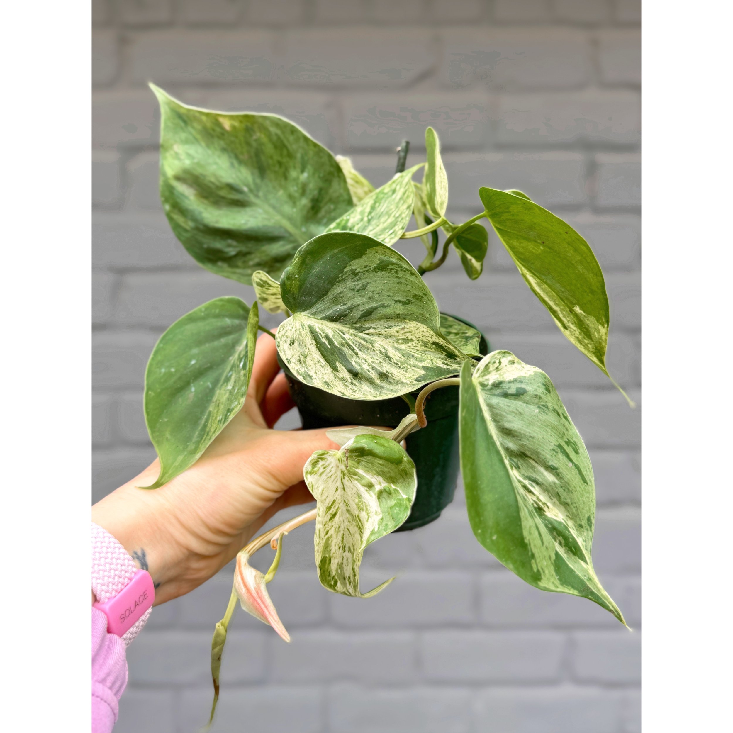 Philodendron Hederaceum Variegated Heartleaf