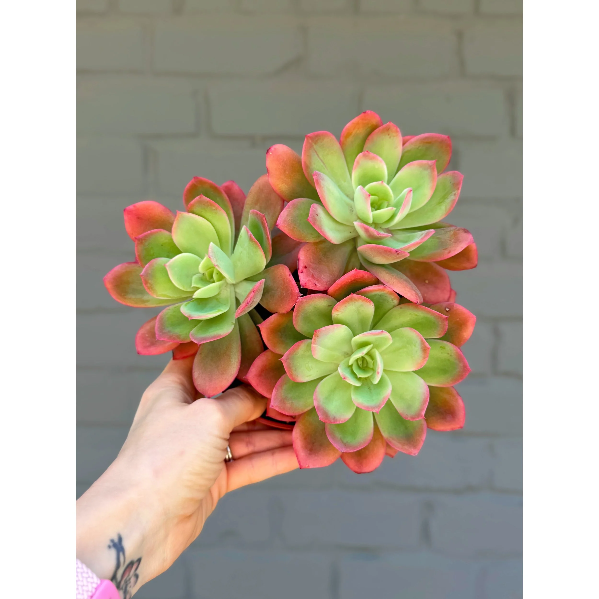 Echeveria 'Luella' Cluster (Neon Green with Hot Coral Margins)