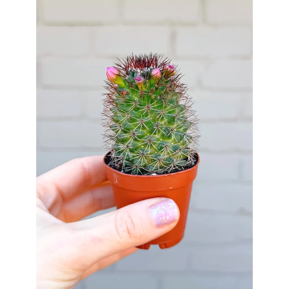 Mammillaria Ernestii 'Pin Cushion Cactus' (Blooming)  Stayin' Alive  Succulents