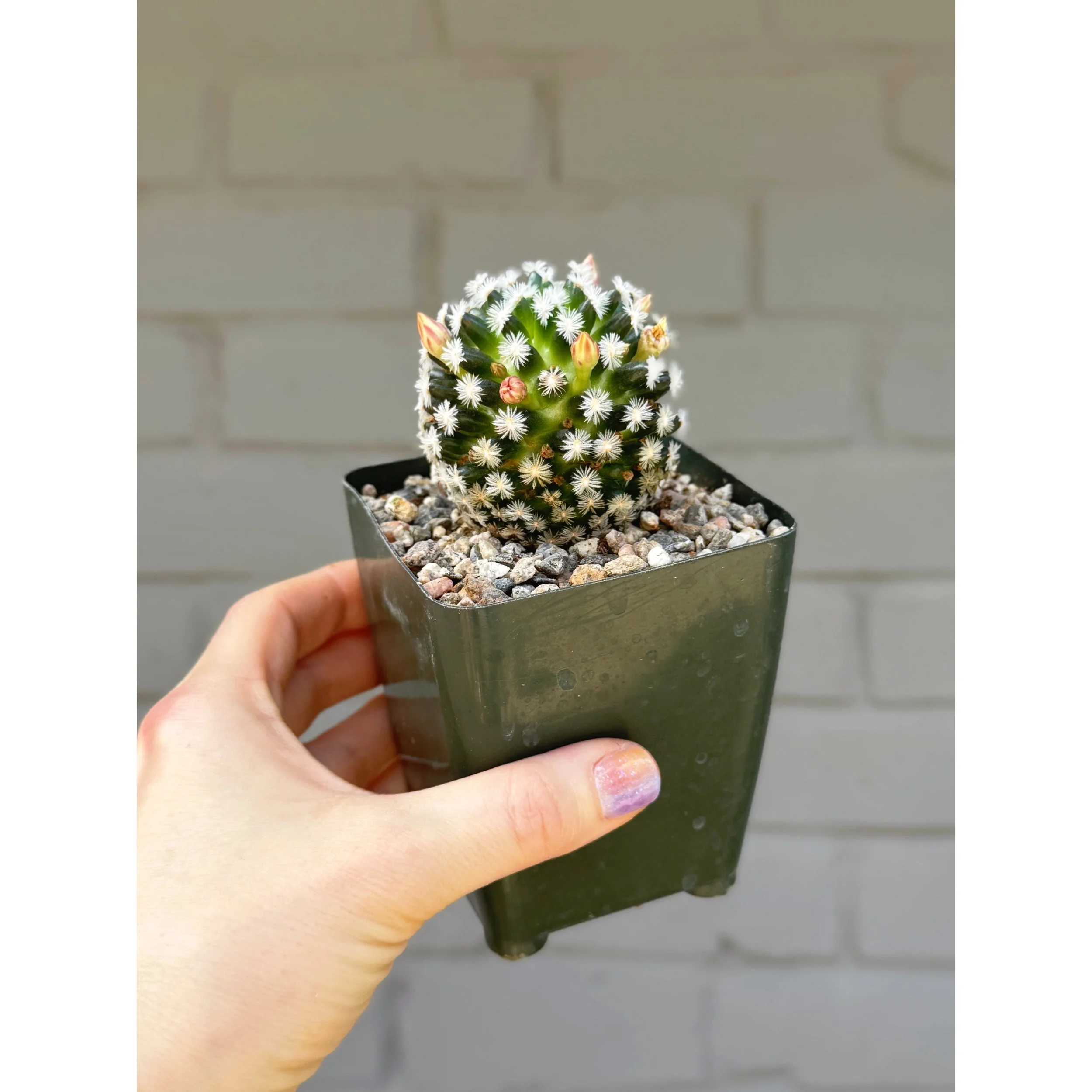 Mammillaria Duwei