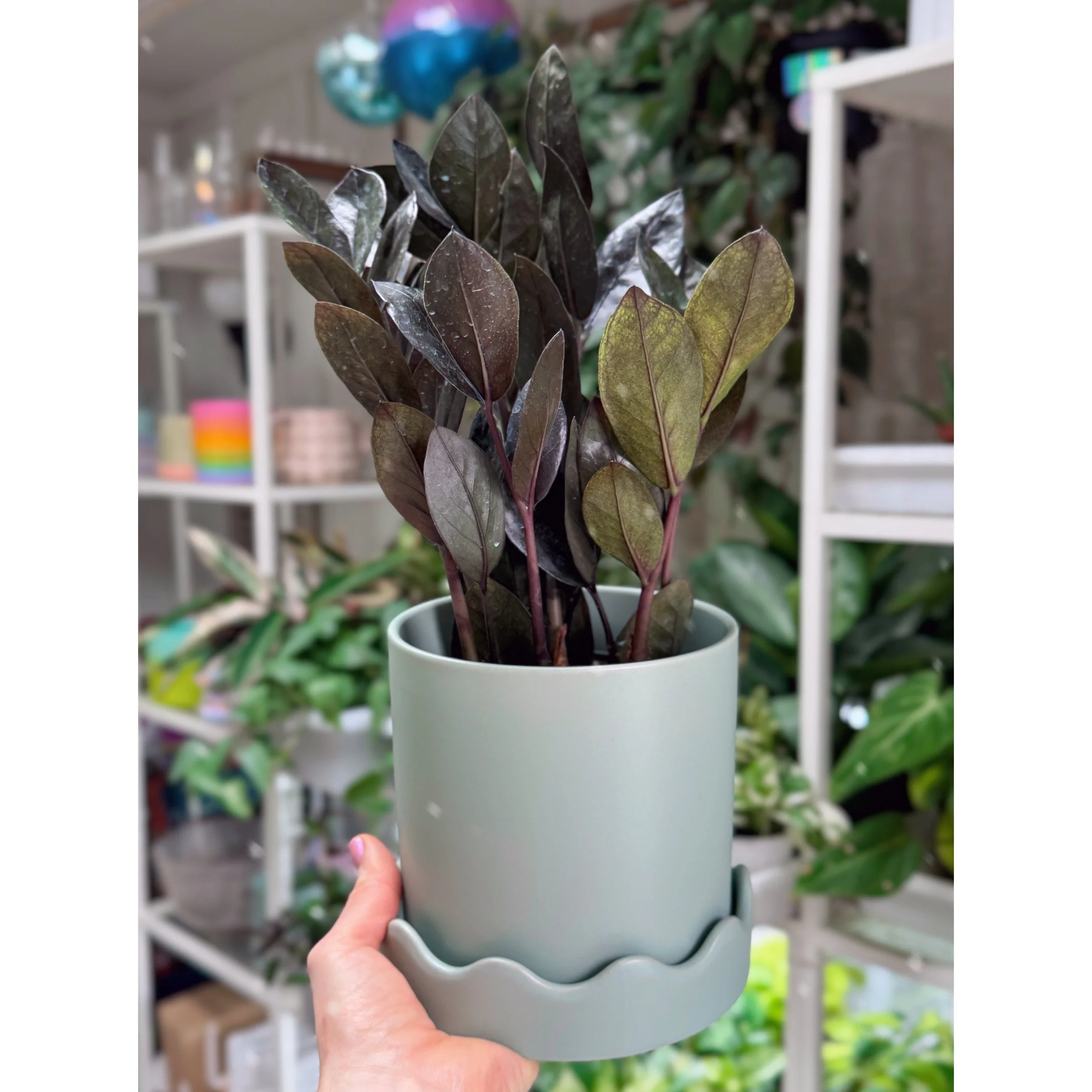 ZZ Plant Oscura Black
