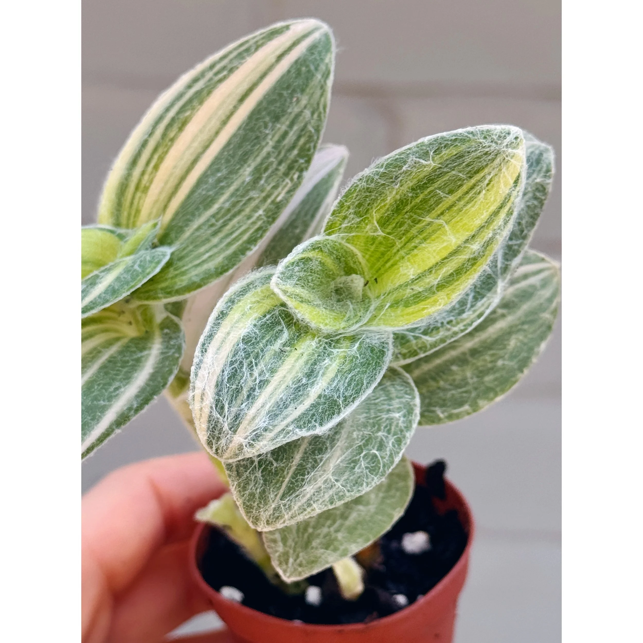 Tradescantia Sillamontana Variegata 'White Velvet'