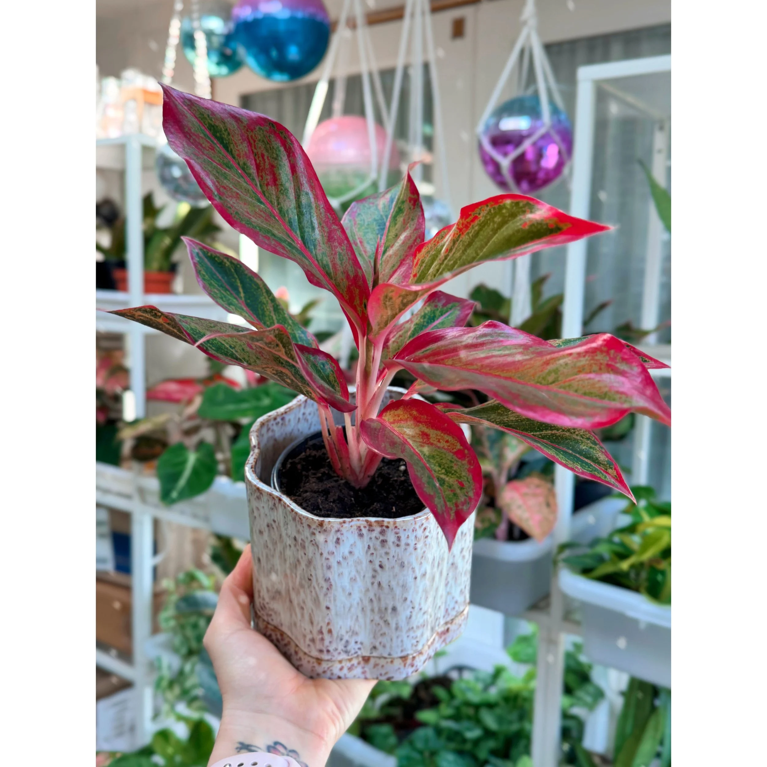 Aglaonema Hybrid 'Red Creta' with Avenell Pot with Saucer