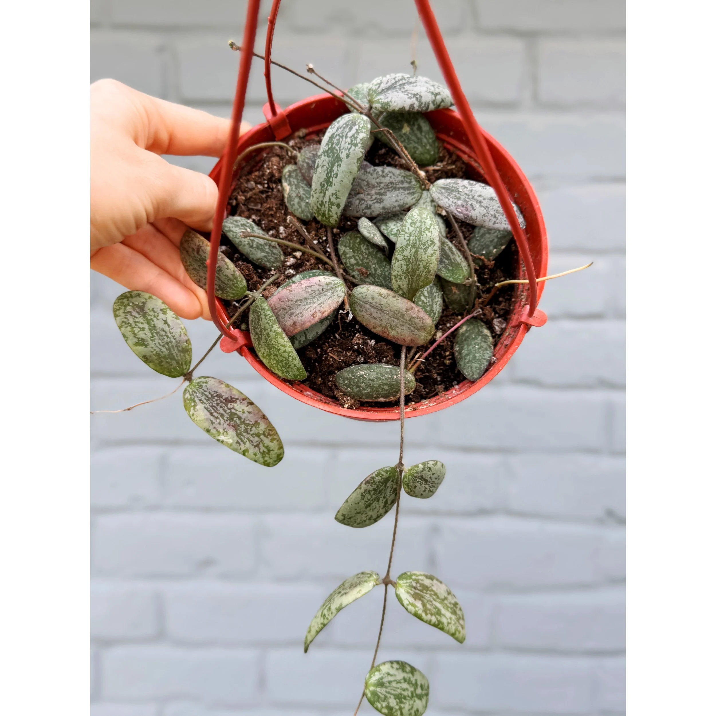 Hoya Sigillatis 'Round Form'