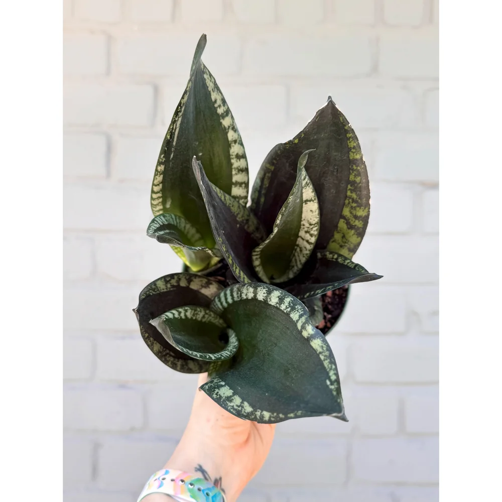 Sansevieria 'Whitney' 6"  Stayin' Alive Succulents