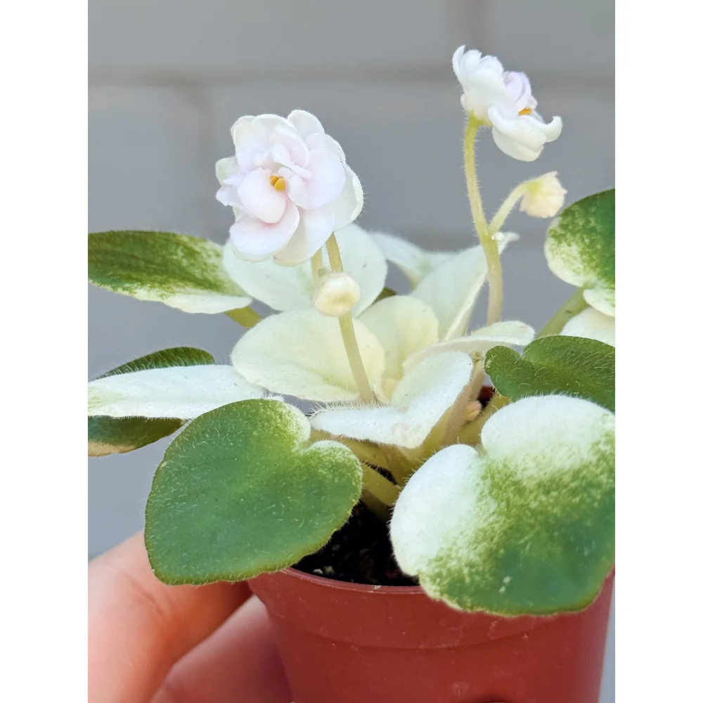 Variegated White African Violet 2.5\, image size:1000x1000