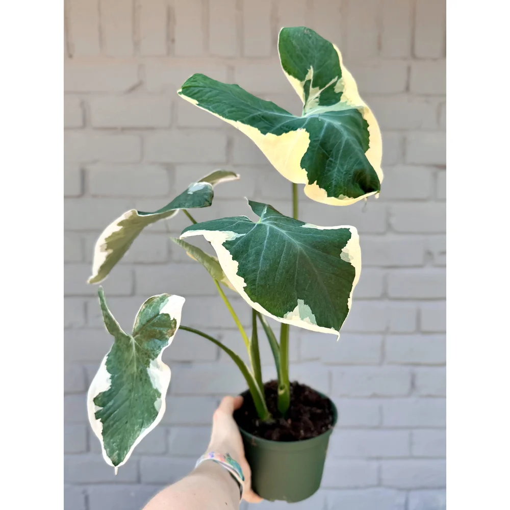 Alocasia 'Mickey Mouse' - Xanthosoma Albo Variegata 6