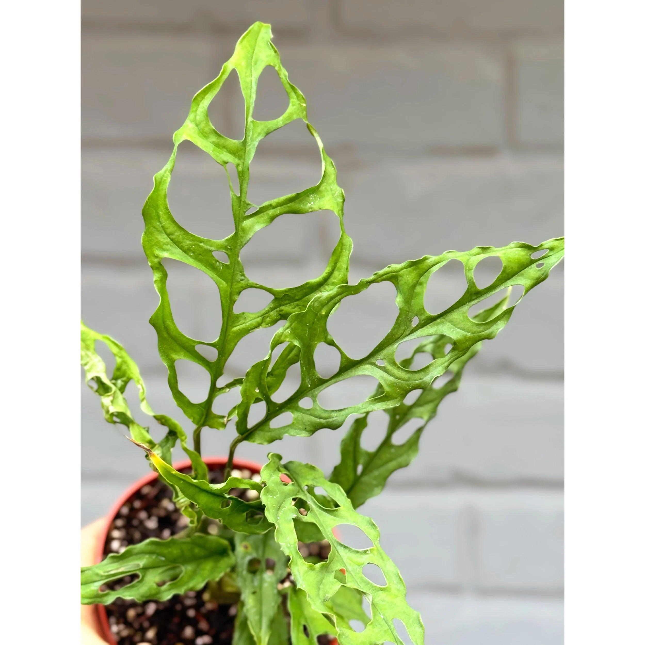 Monstera Obliqua 'Peru'
