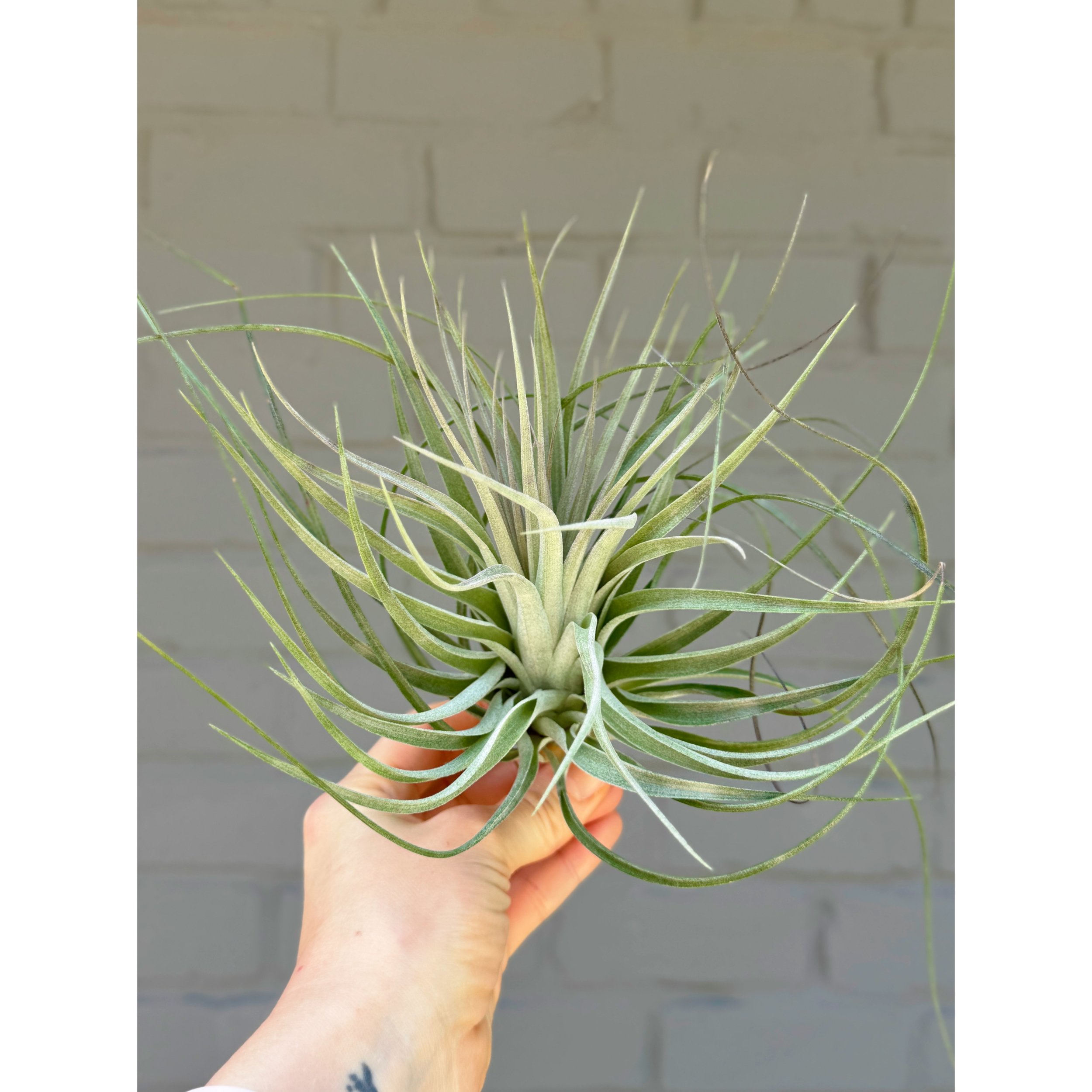 Tillandsia Capitata - Air Plant