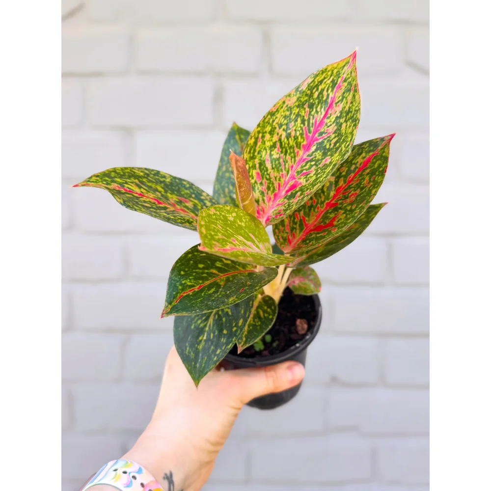 Aglaonema Hybrid 'Red Sprinkles' 4” — Stayin' Alive Succulents