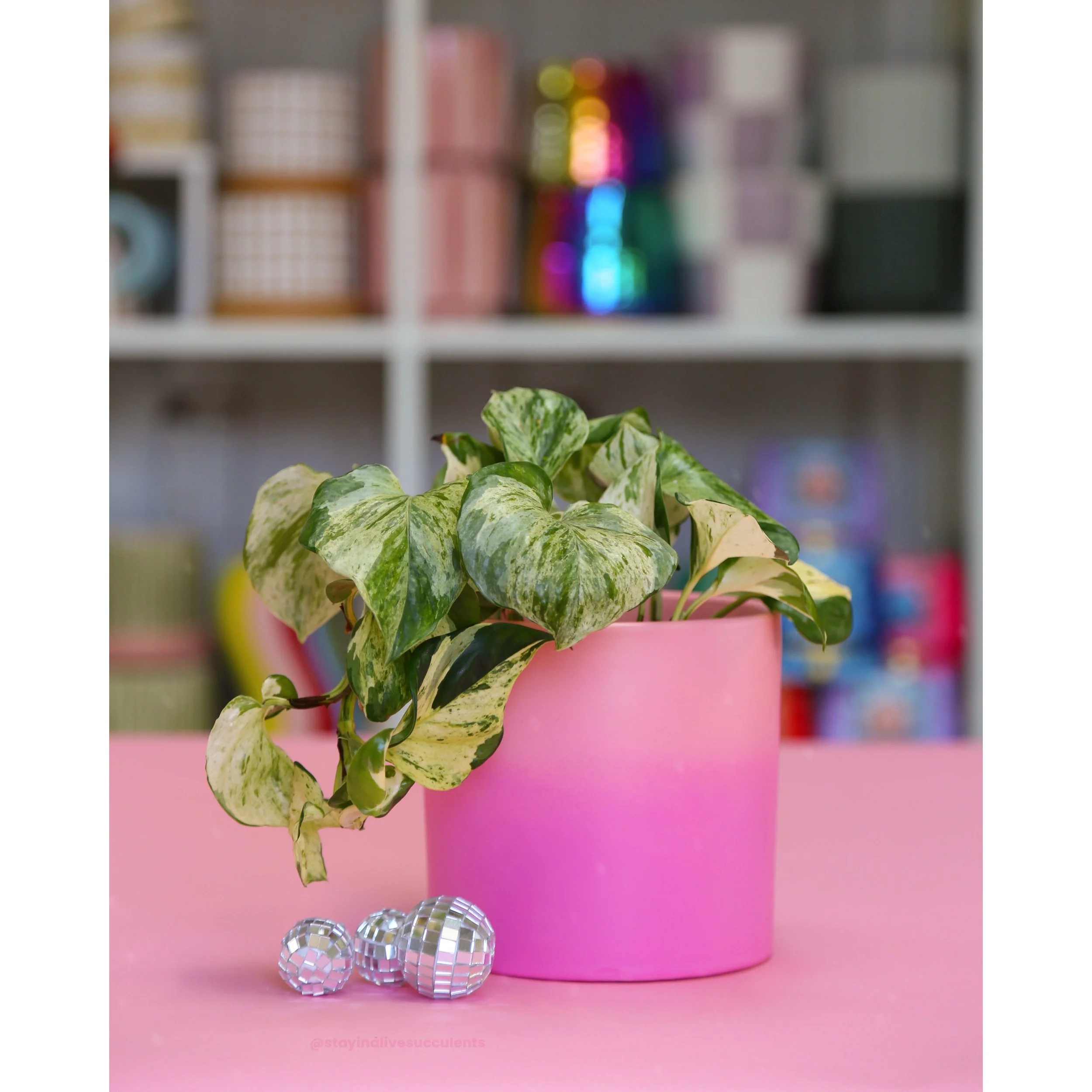 Hand Painted Rainbow Ombre Planters 5" Peach to Pink Manjula Pothos