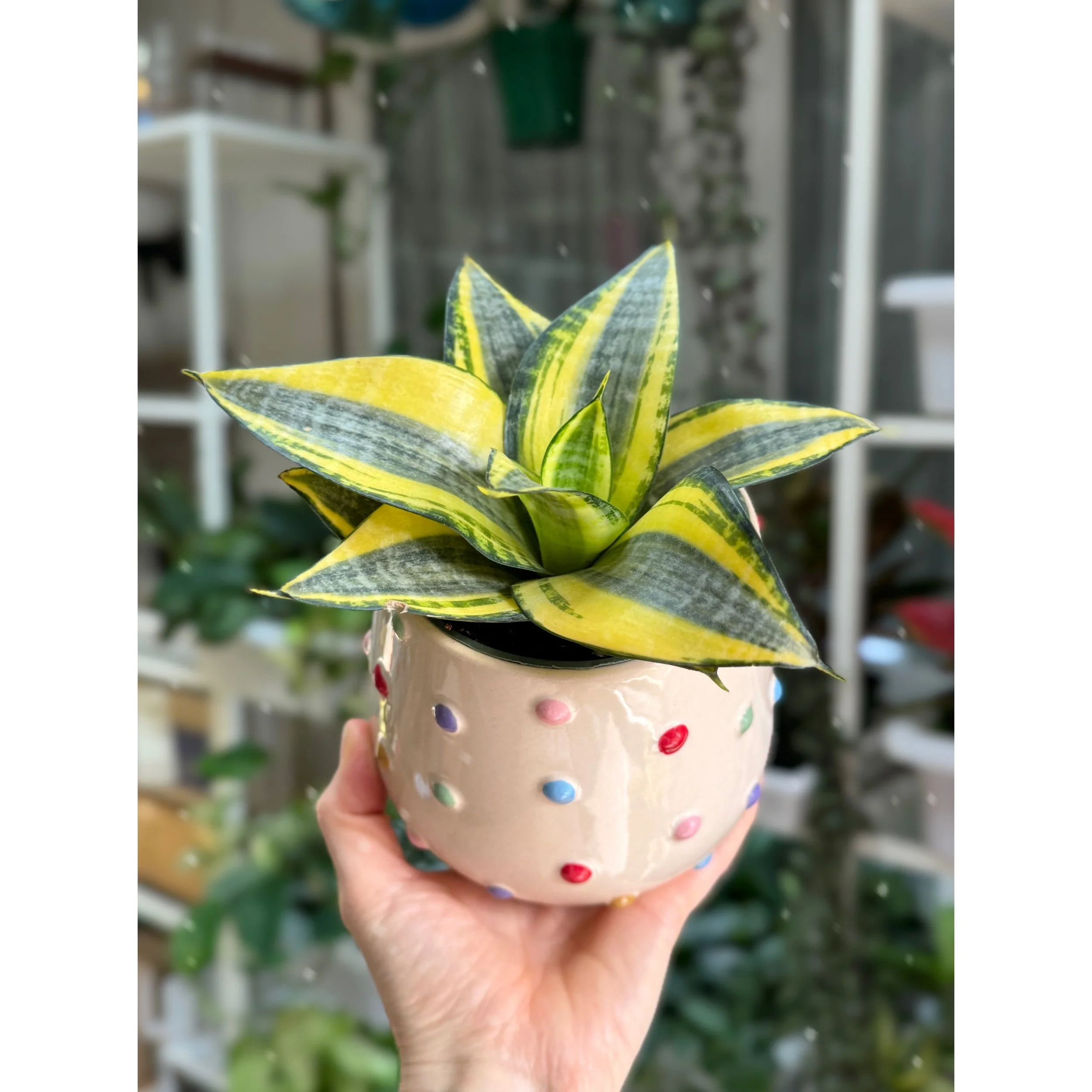 Sansevieria 'Sunny Star' in Rainbow Dot Pot