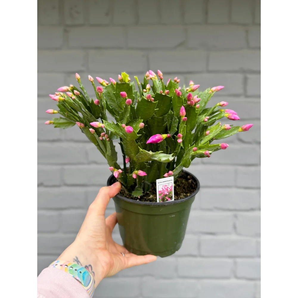 Thanksgiving Cactus - Schlumbergera Bridgesii 'Cyber Dancer' (Magenta  Blooms) 6"  Stayin' Alive Succulents
