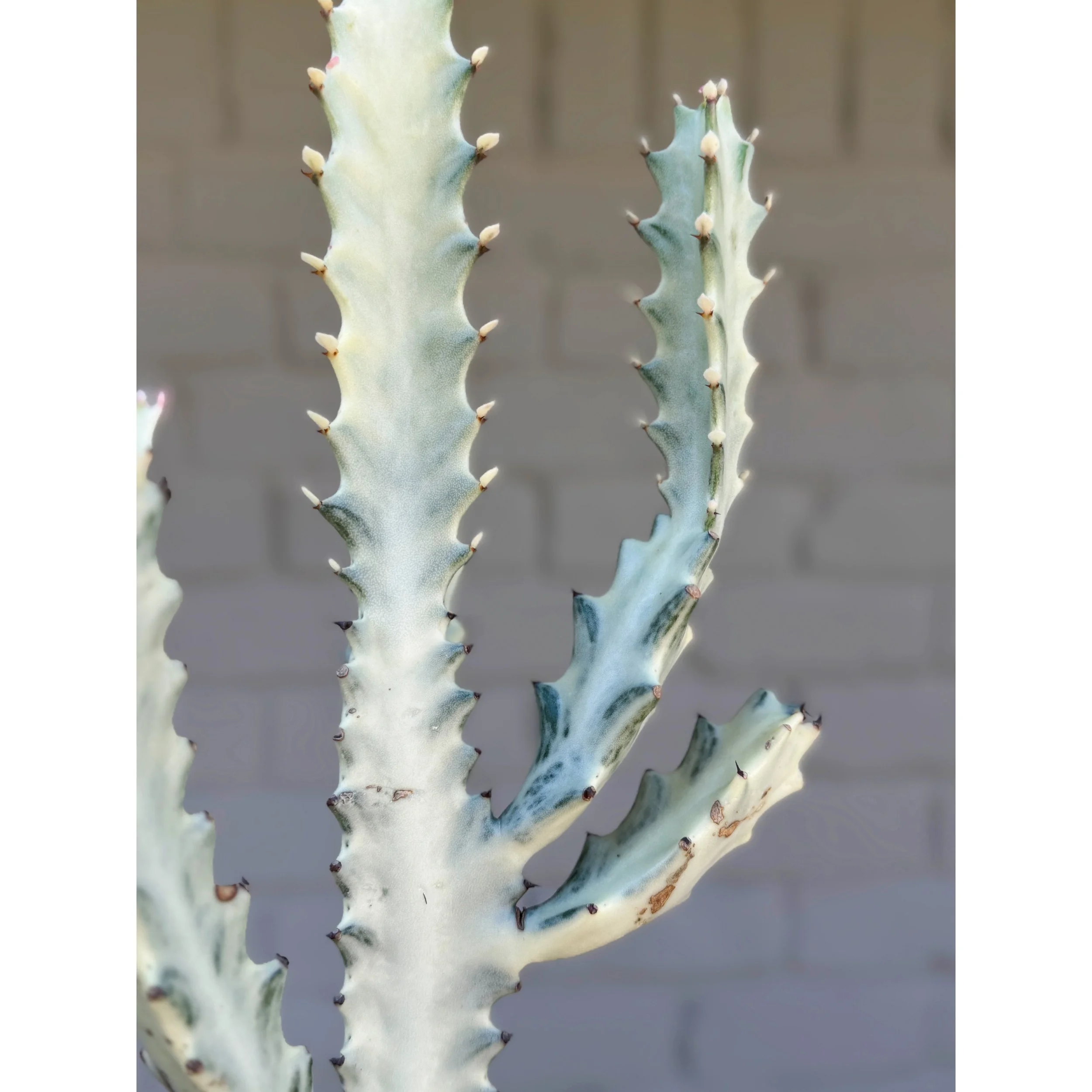 Euphorbia Lactea Variegata 'White Ghost'