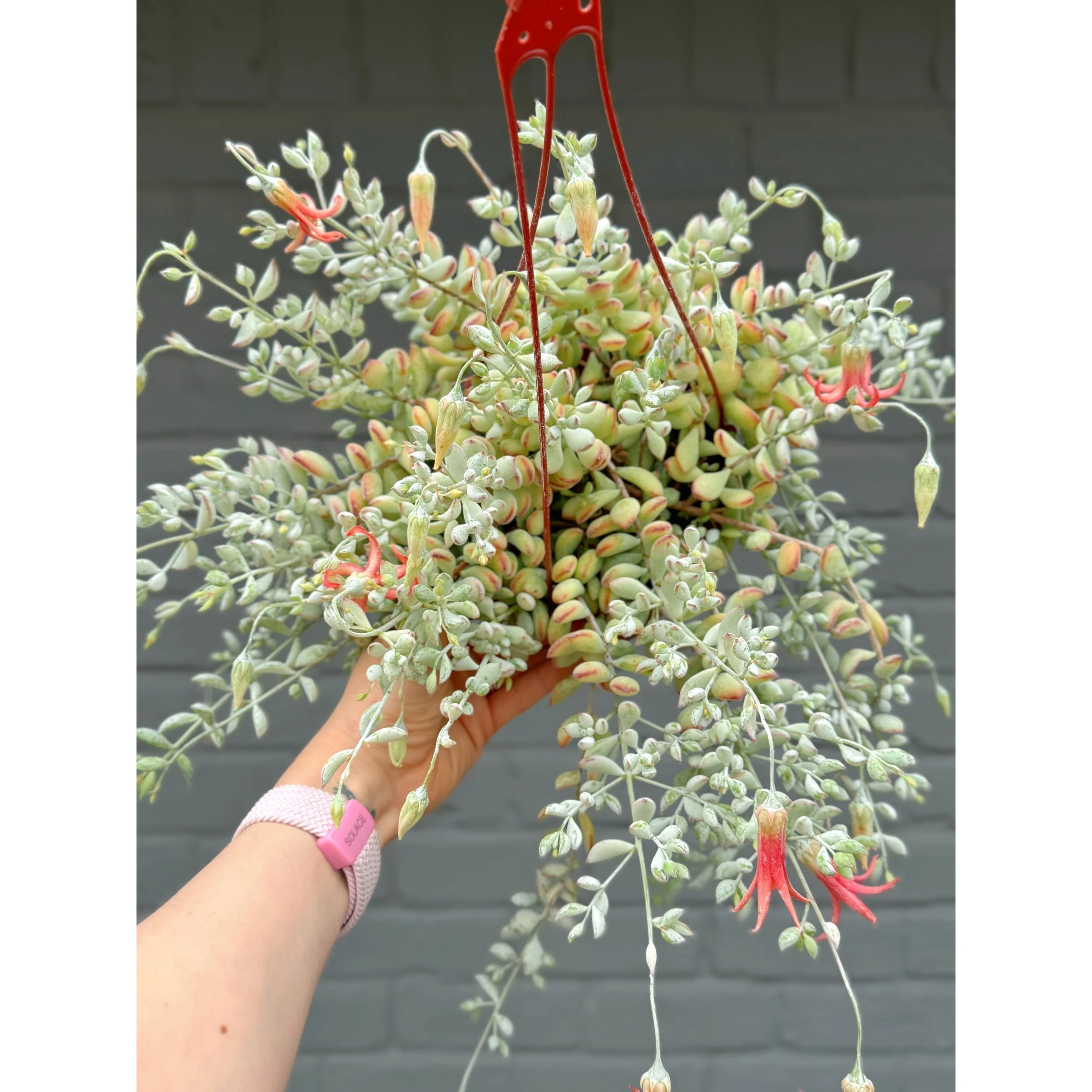 Cliff Cotyledon Pendens
