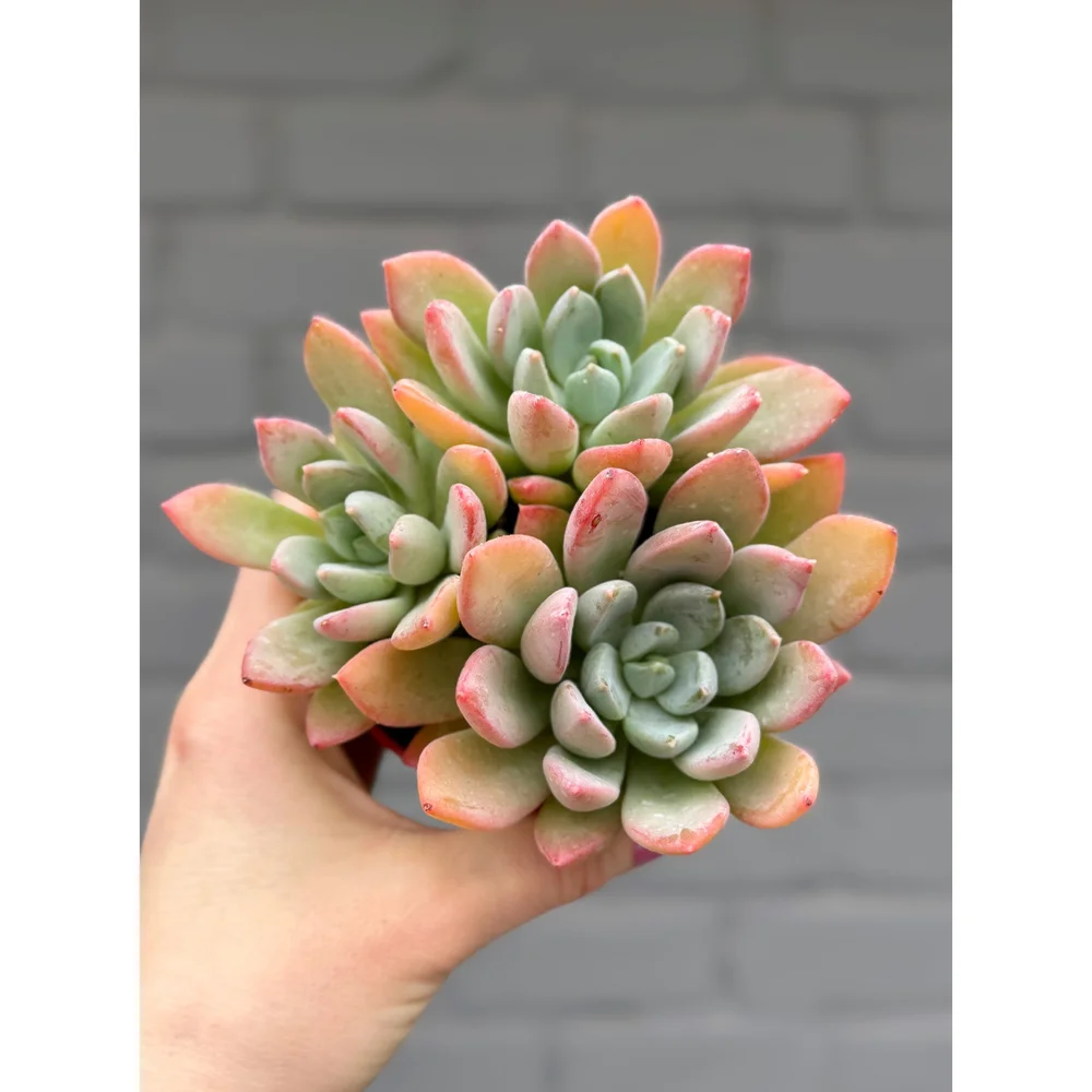 Echeveria Cluster 4