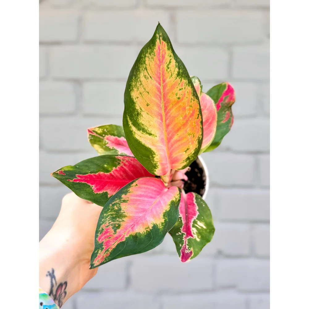 Aglaonema Hybrid 'Red Cochin' 4