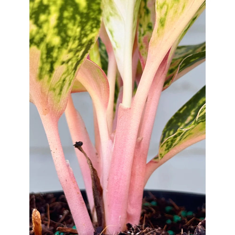 Aglaonema Hybrid 'Dazzling Gem' 5