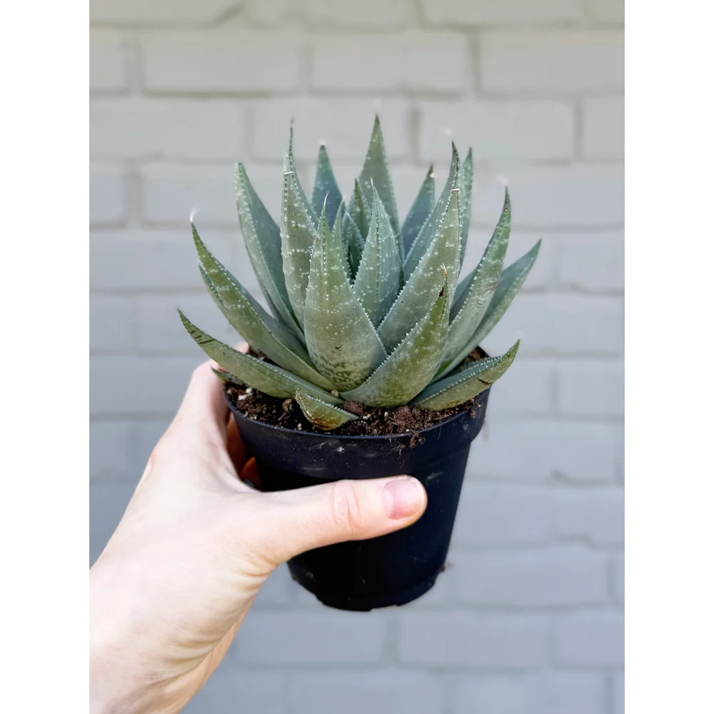 Haworthia 'Savanna' 4"  Stayin' Alive Succulents