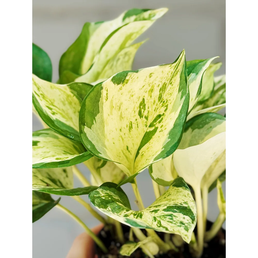 Epipremnum aureum 'Manjula Compacta' - 4"
