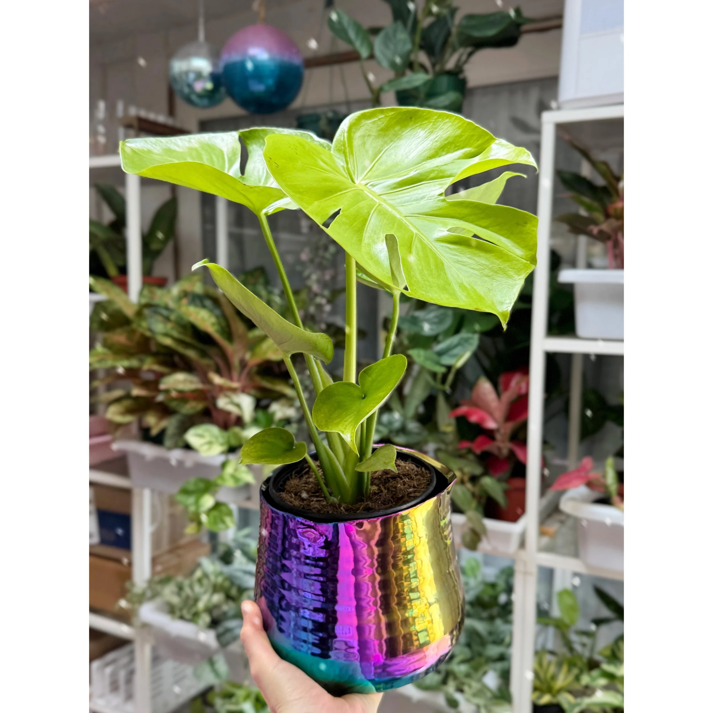 Monstera Golden Compact in Tegan Rainbow Pot