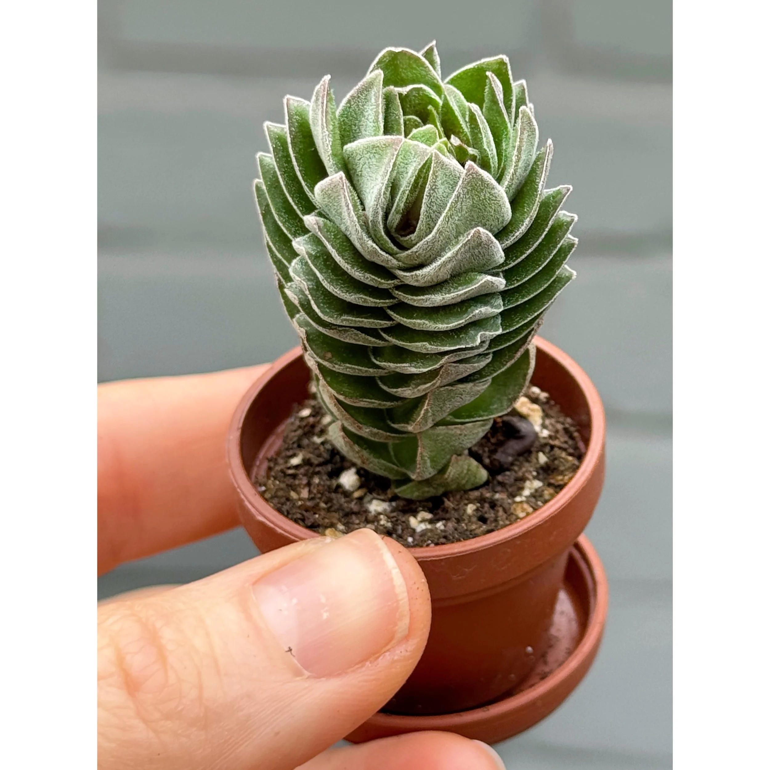 Crassula 'Buddha's Temple'