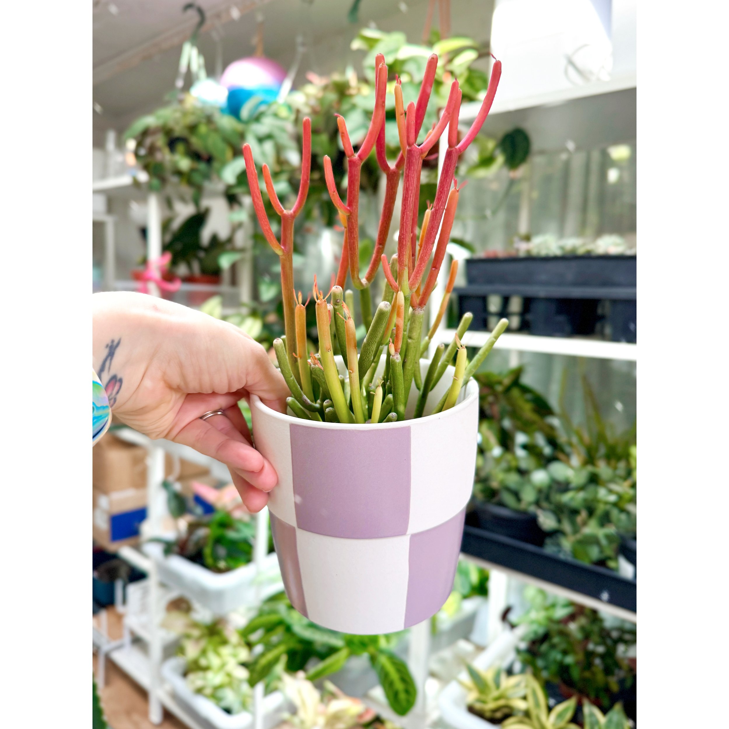 Firesticks - Euphorbia Tirucalli (Pencil Cactus) with 5" Lilac Check Pot