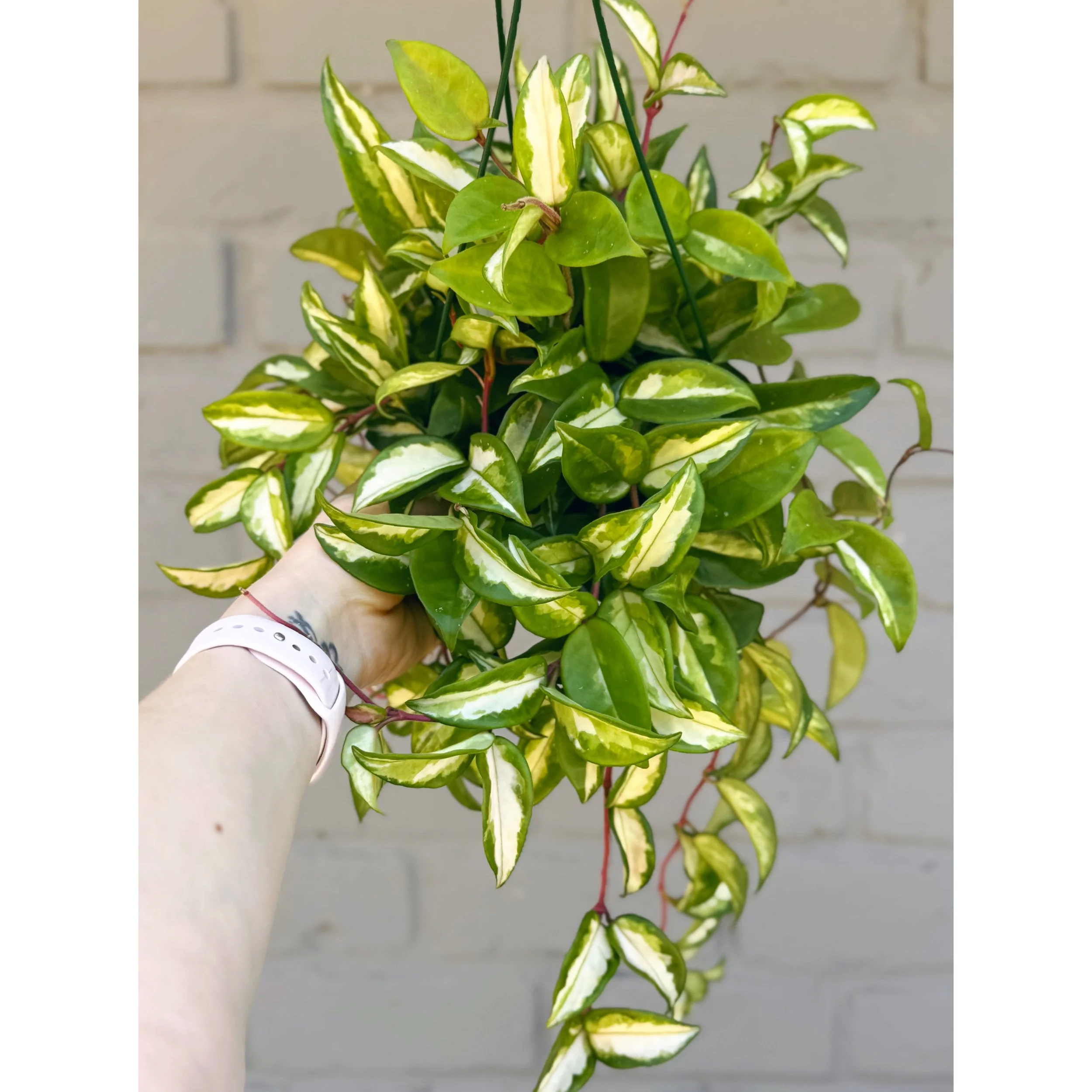 Hoya Carnosa Tricolor 'Krimson Princess'
