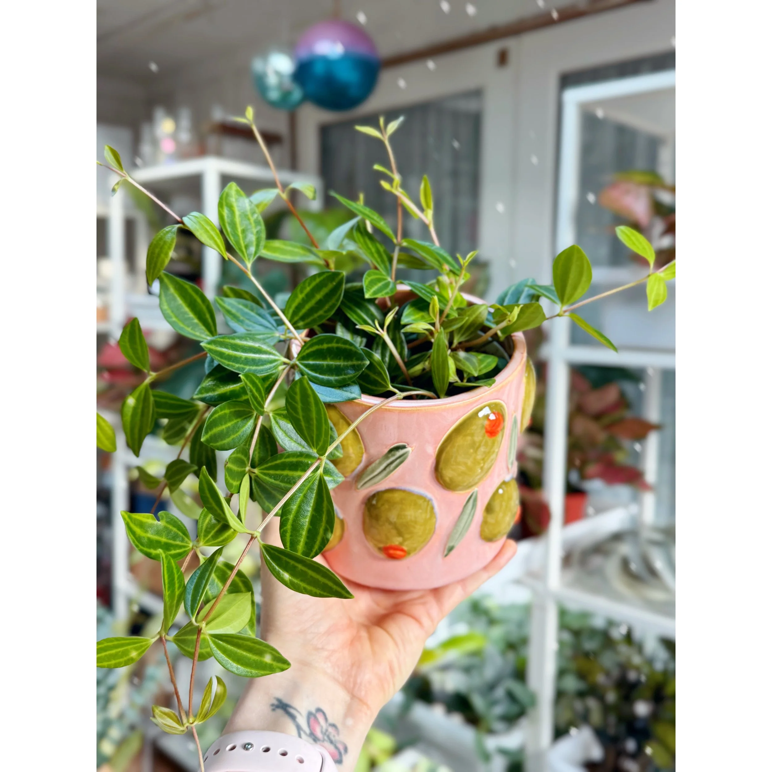 Peperomia Angulata 'Beetle' in Olive Cucina Pot