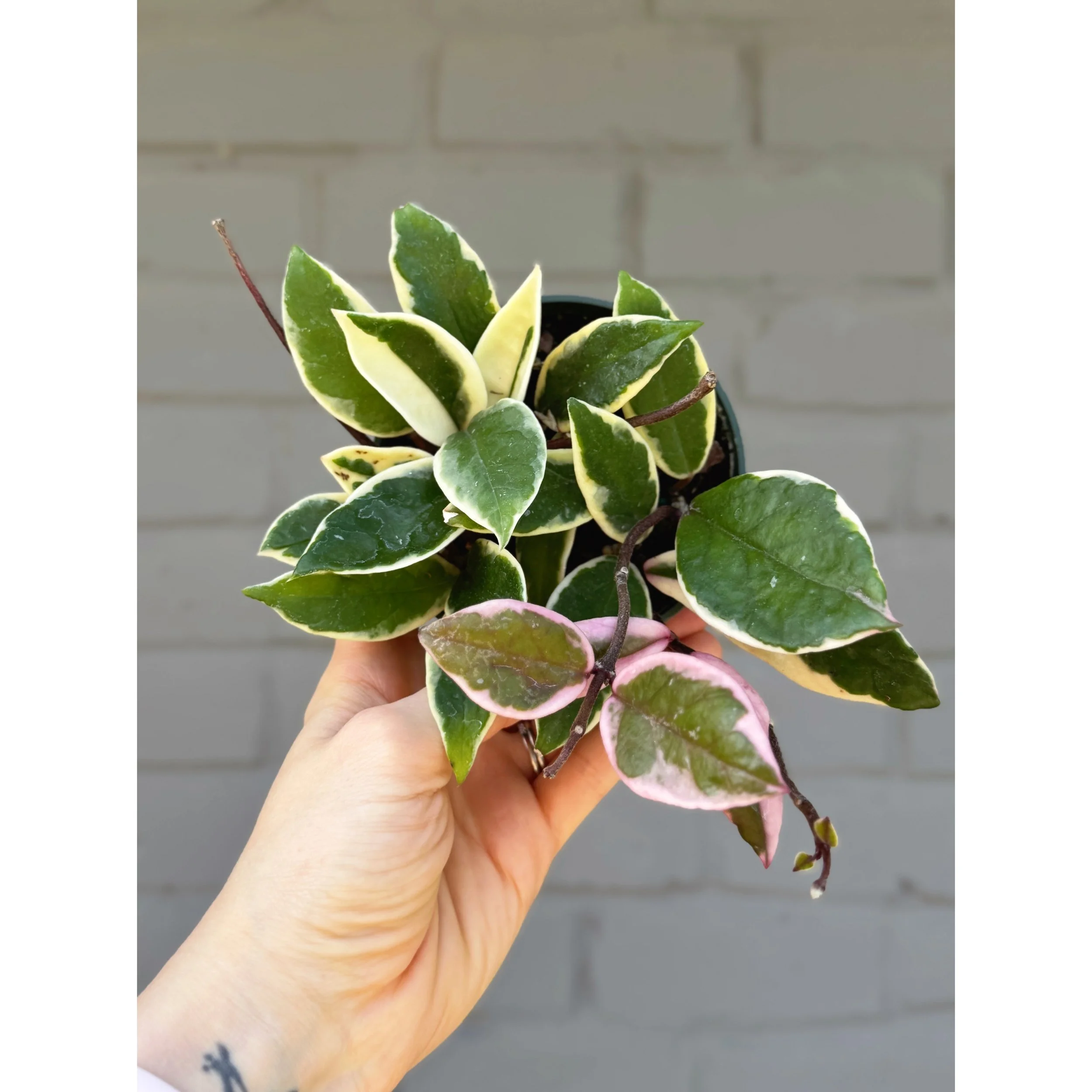 Hoya Carnosa 'Krimson Queen' 4”