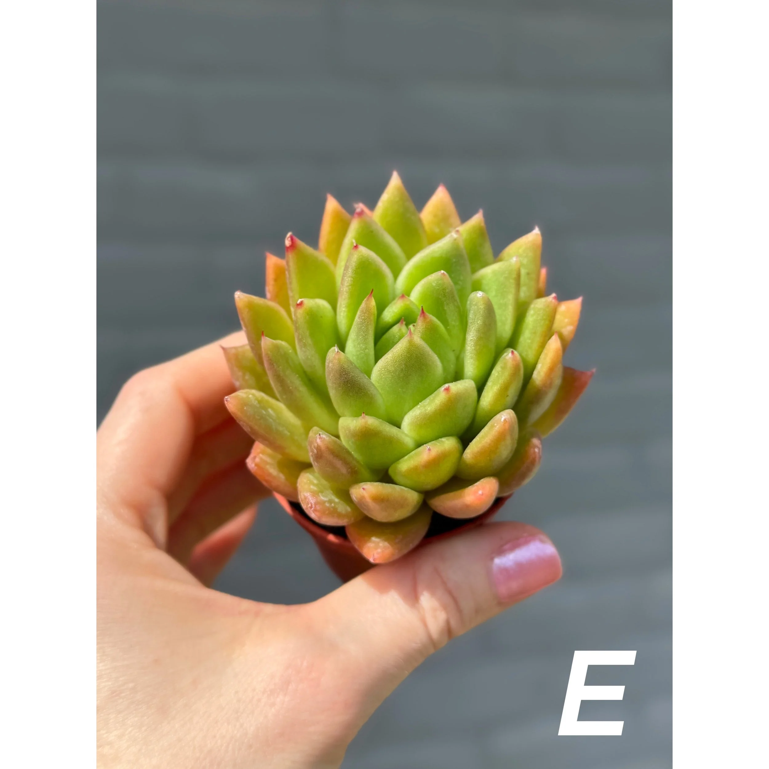 Assorted Colorful Succulents