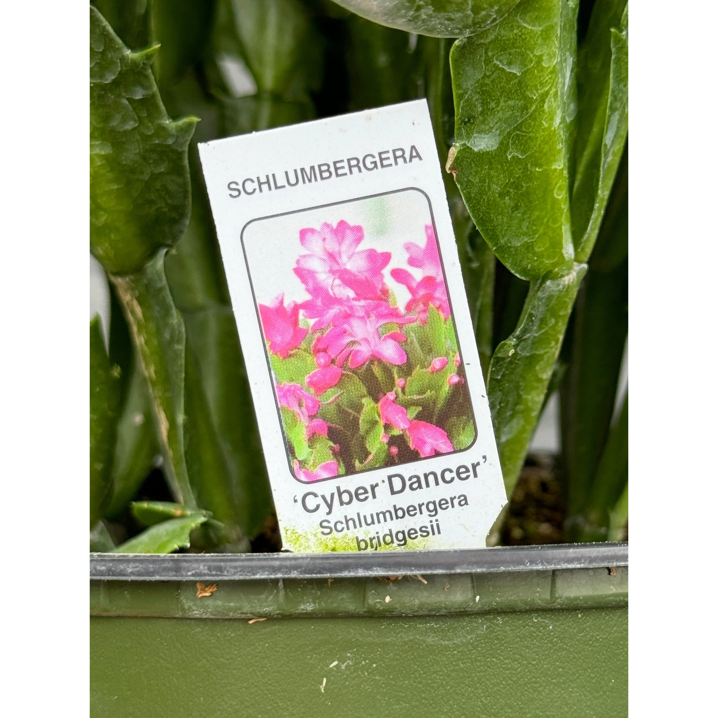 Thanksgiving Cactus - Schlumbergera Bridgesii 'Cyber Dancer' (Magenta Blooms)