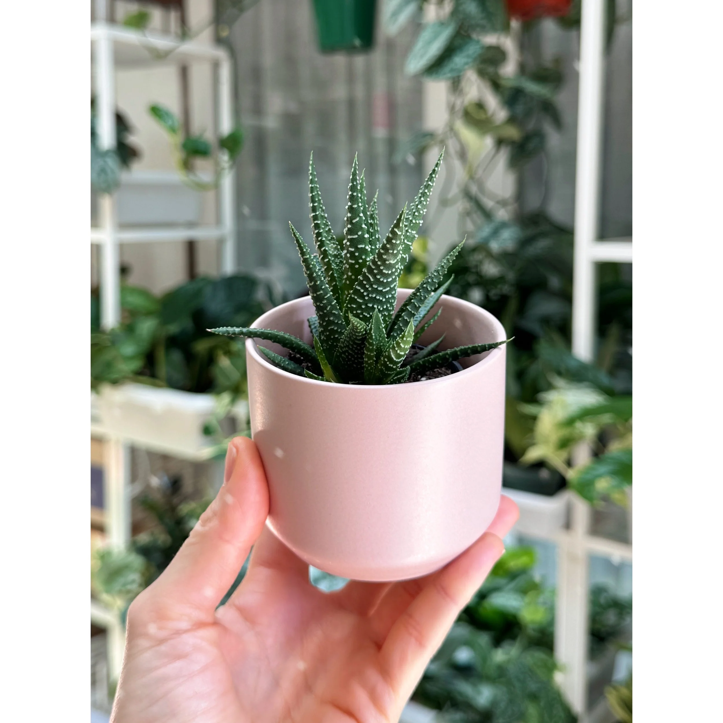Haworthia Concolor in Light Pink Kendall Pot