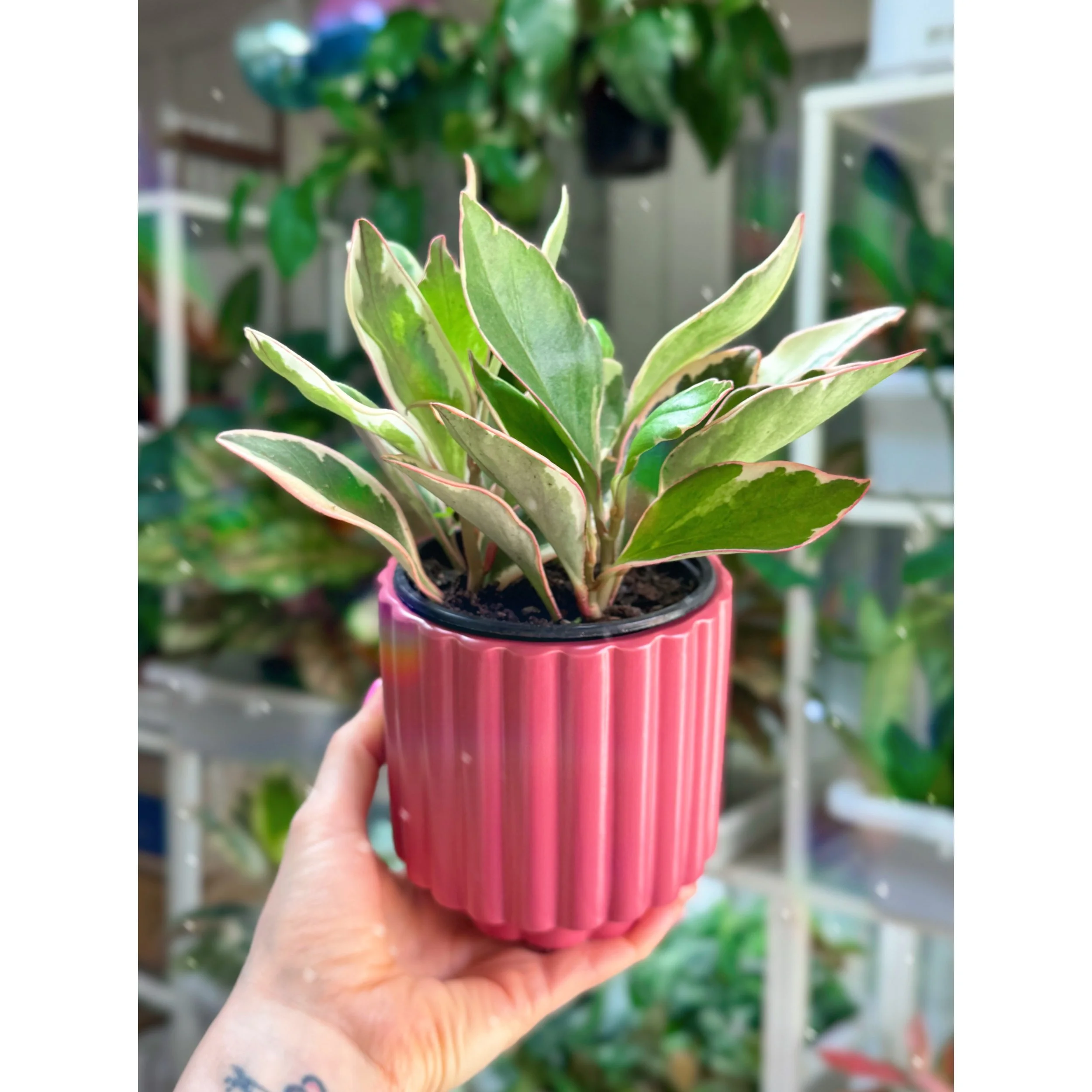 Peperomia Rainbow in Dark Pink Fluted Carmen Pot