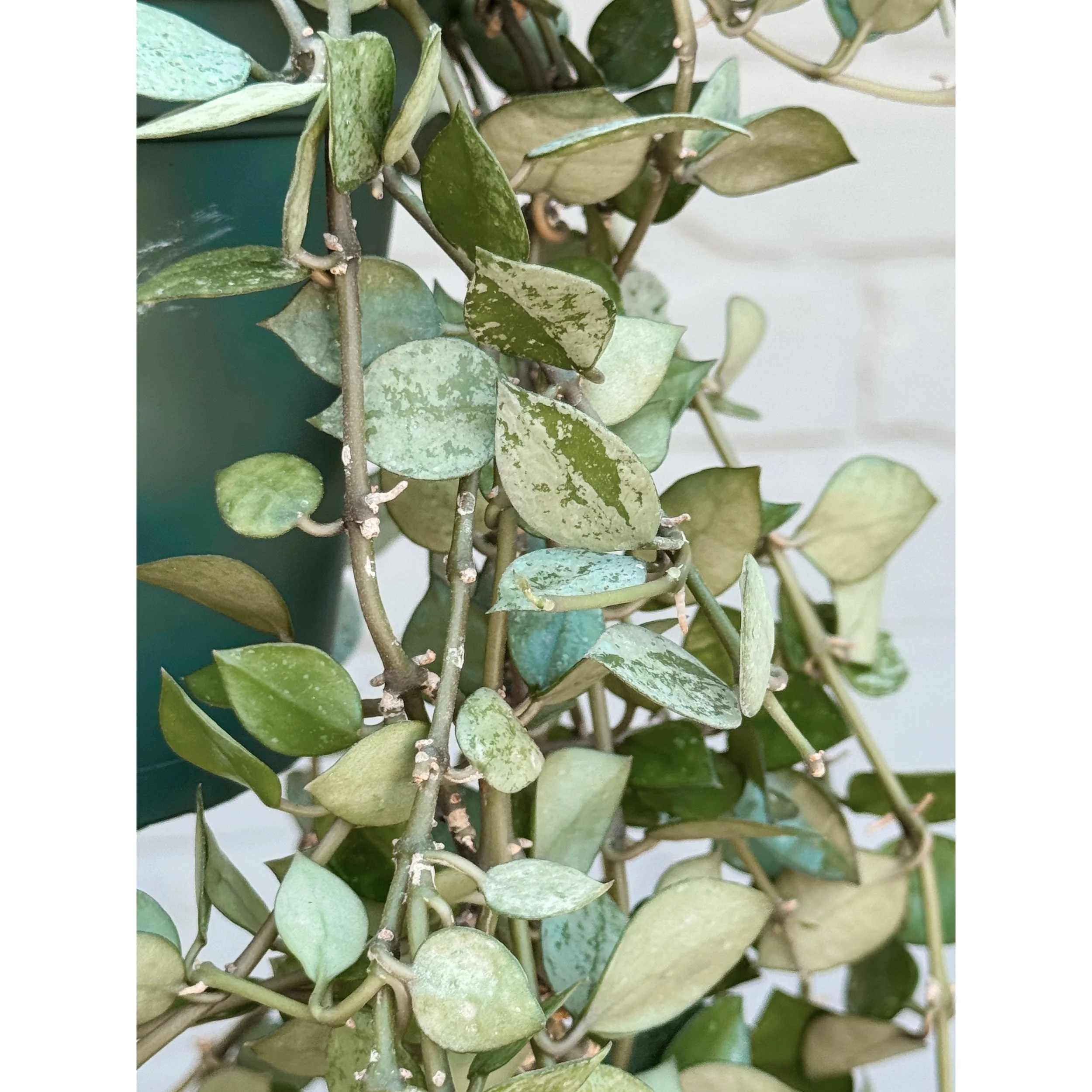 Hoya Krohniana ‘Super Silver’ Eskimo