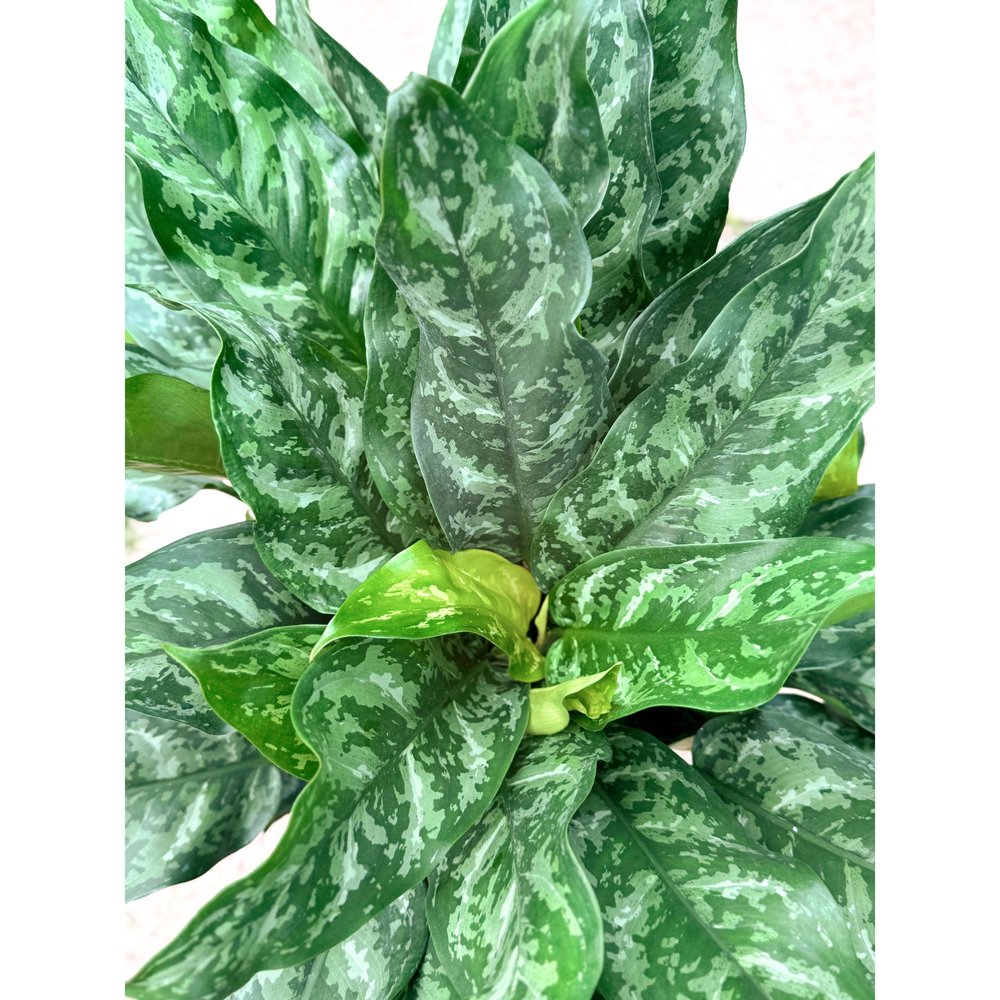 特価 朝方迄限定特価 Aglaonema pictum 【Weed】 Aglaonema pictum [LA0815-z-p-24] | M・R・G・R