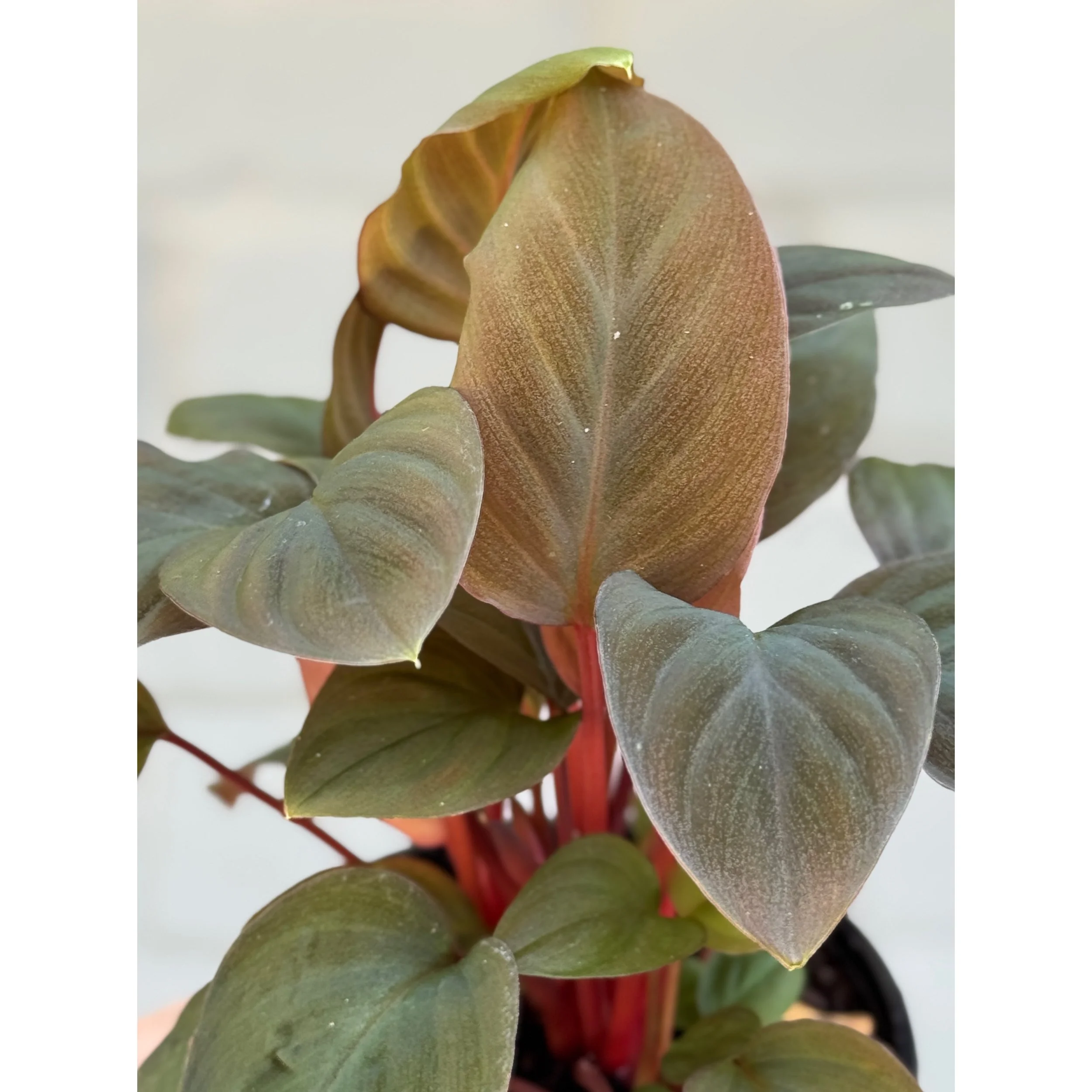 Homalomena 'Red Spot'
