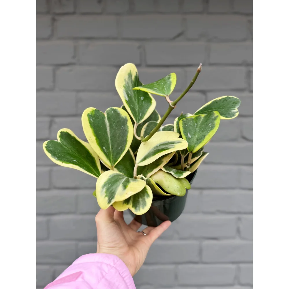 Hoya Outer Variegated Kerrii 6