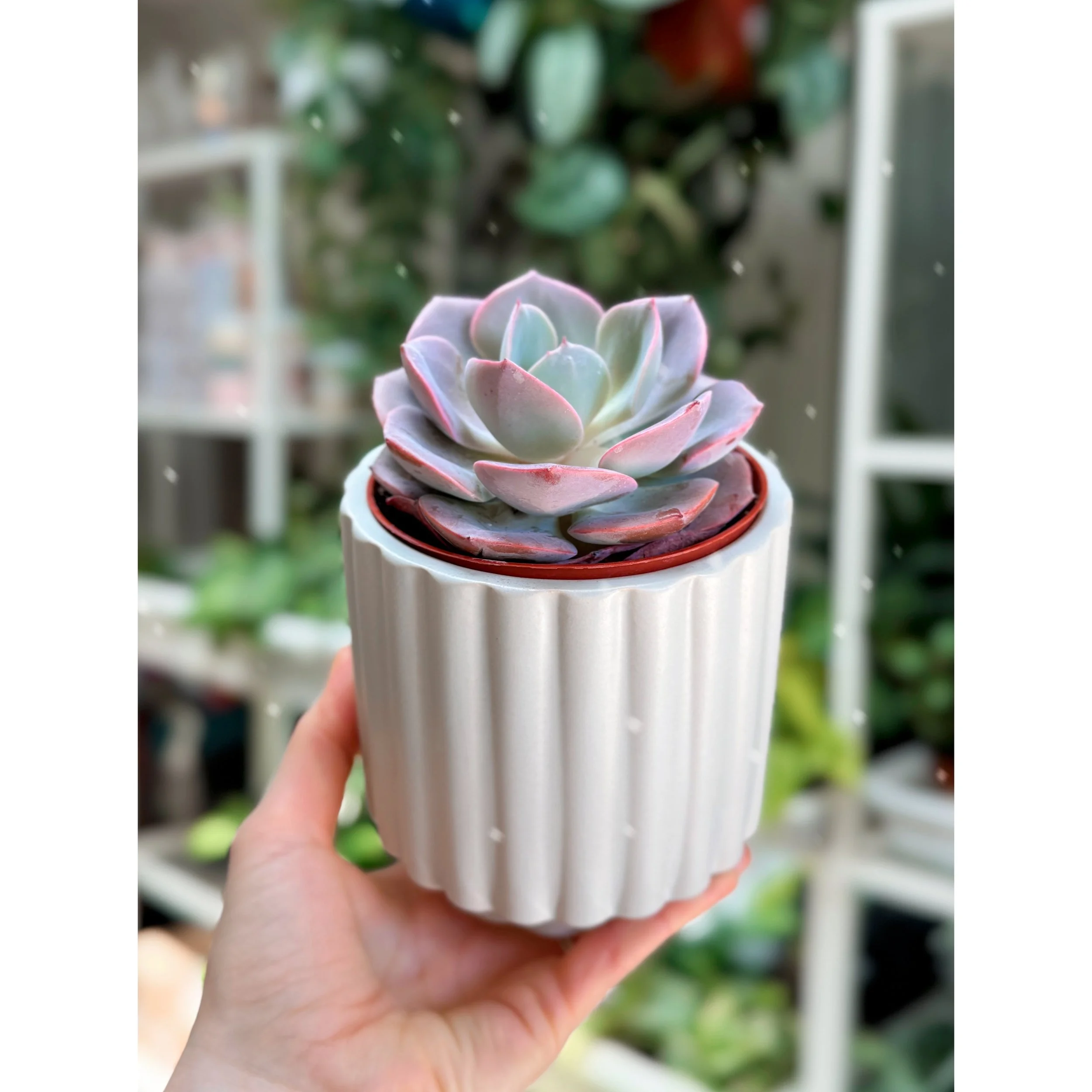 blue fluted with dusty rose