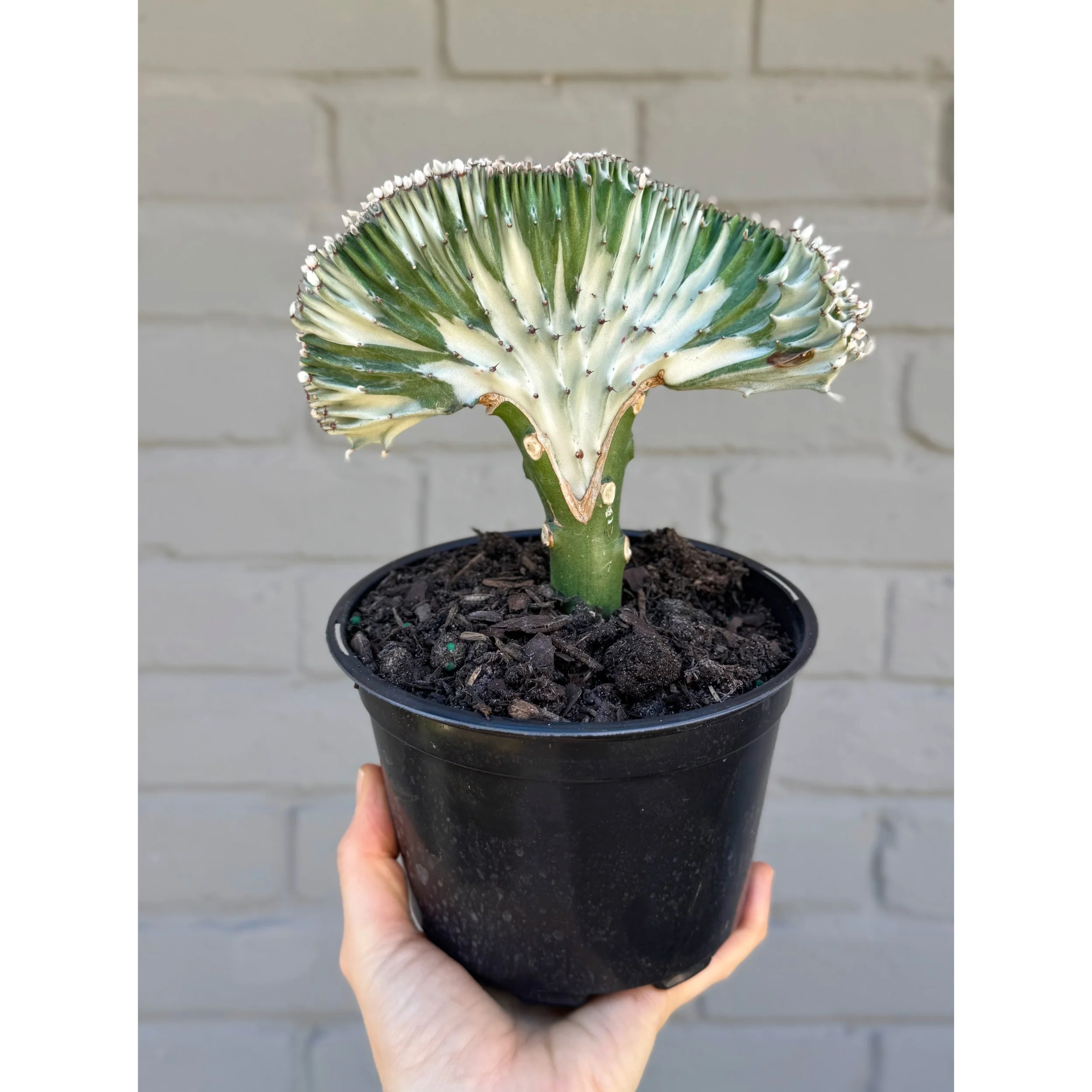 Grafted Coral Cactus 'Mermaid Tail' White Variegated