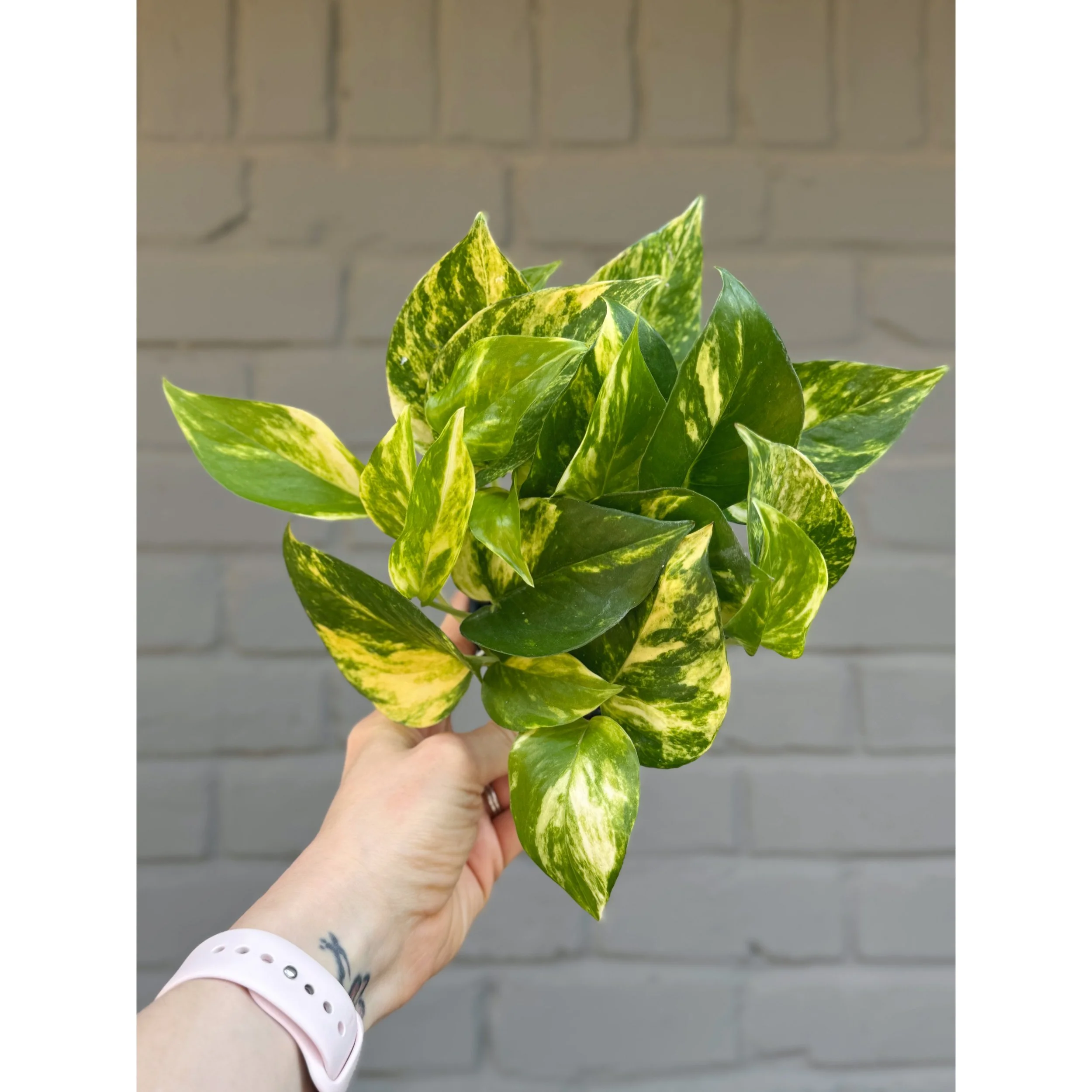 Epipremnum Aureum 'Churchill' Pothos